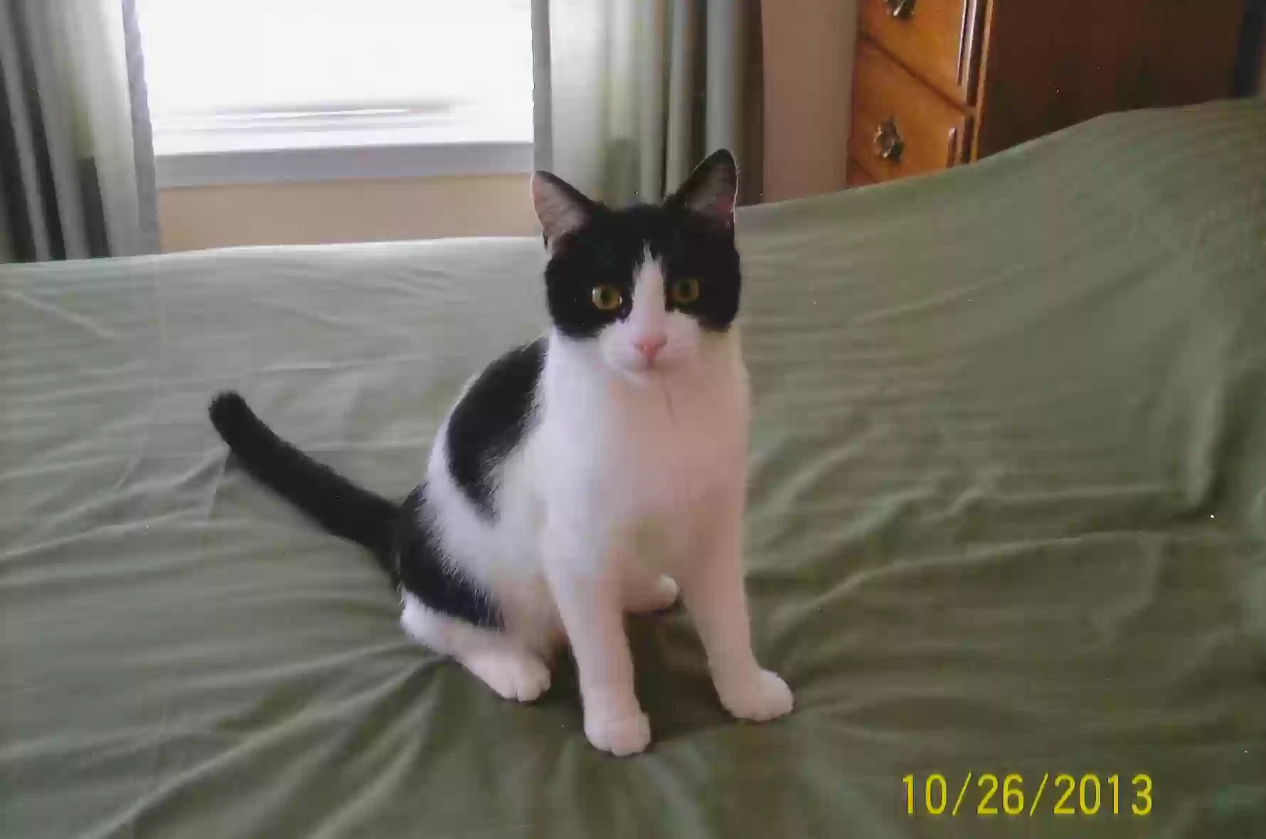 Lost cat in Foley, AL, 36535