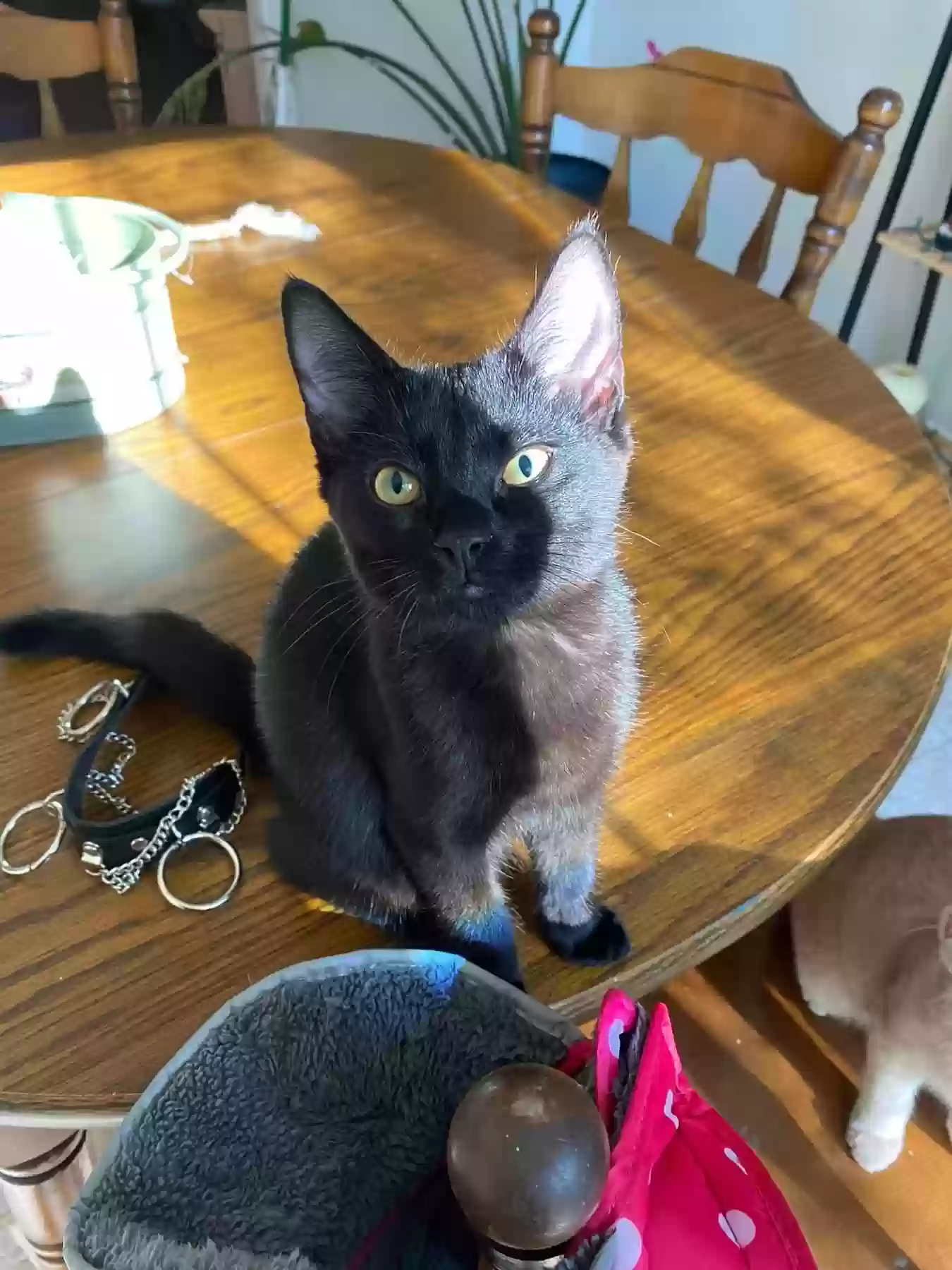 Lost cat in Erlanger, KY, 41018