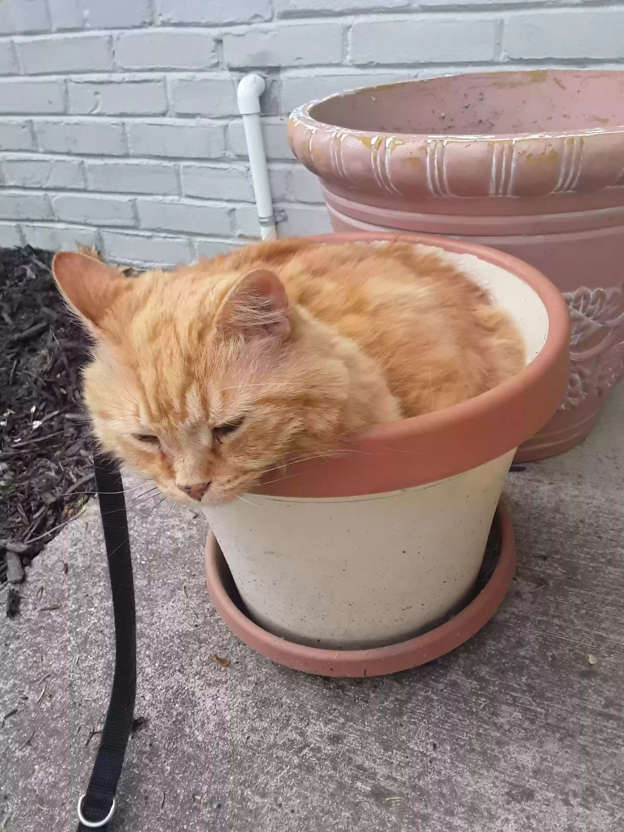 Lost cat in Franklin, MI, 48025