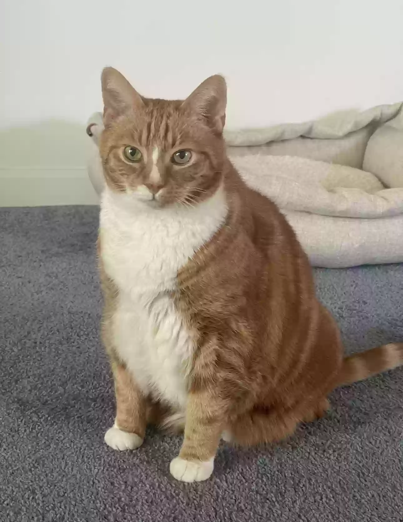 Lost cat in Delray Beach, FL, 33445