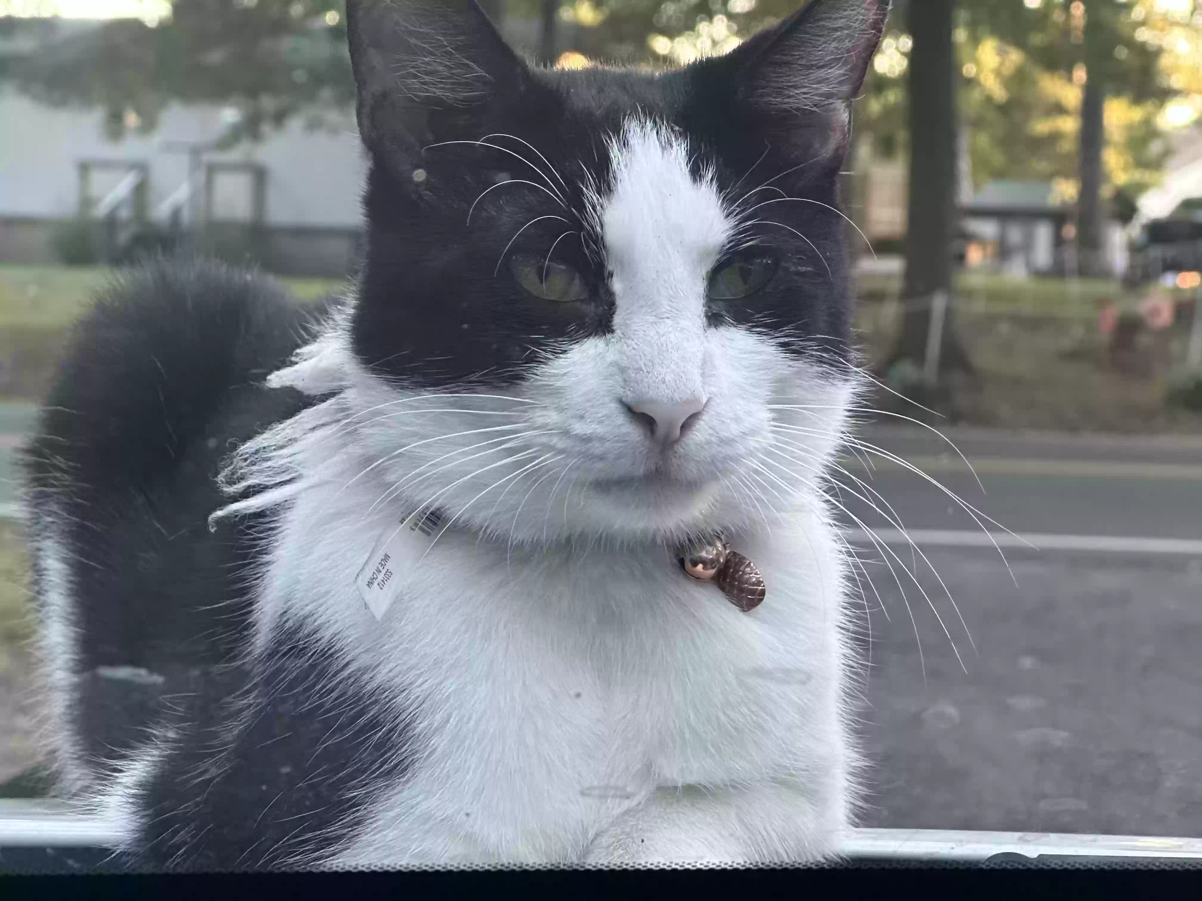 Lost cat in Lewes, DE, 19958