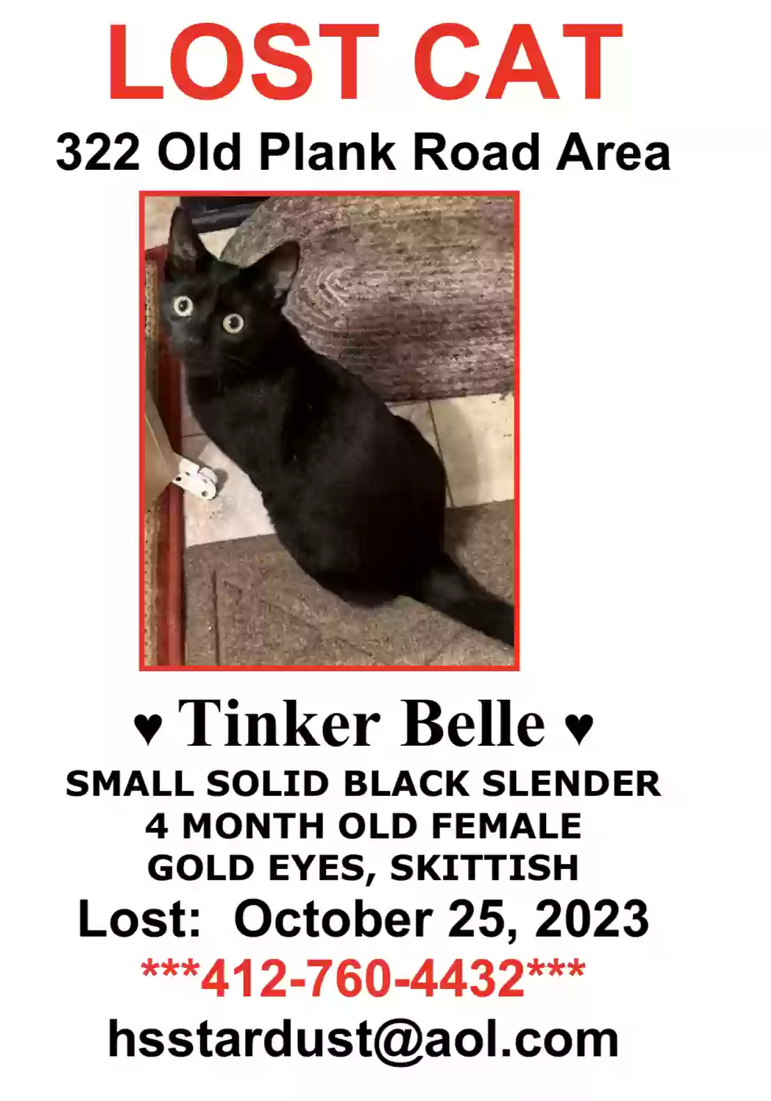 Lost cat in Butler, PA, 16002