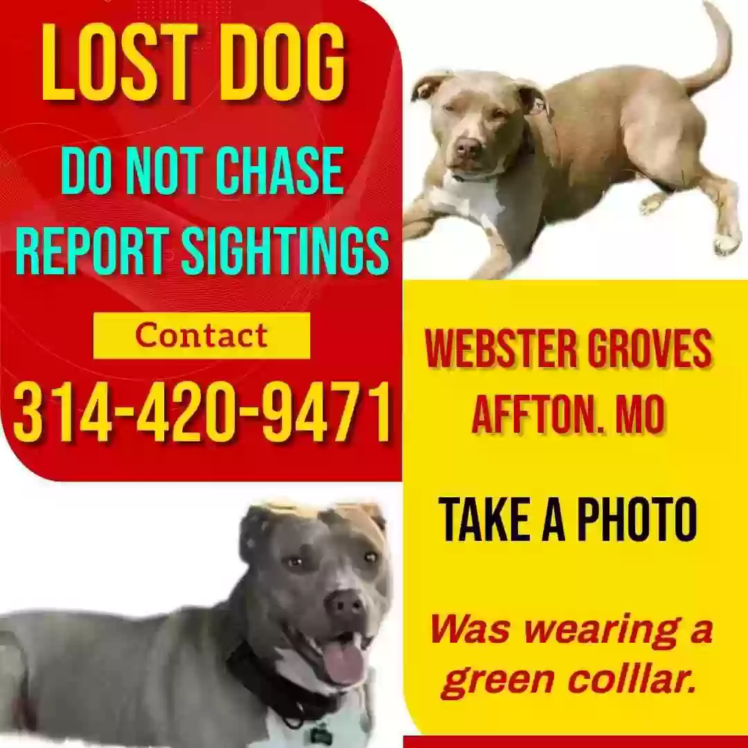 Lost dog in Saint Louis, MO, 63122