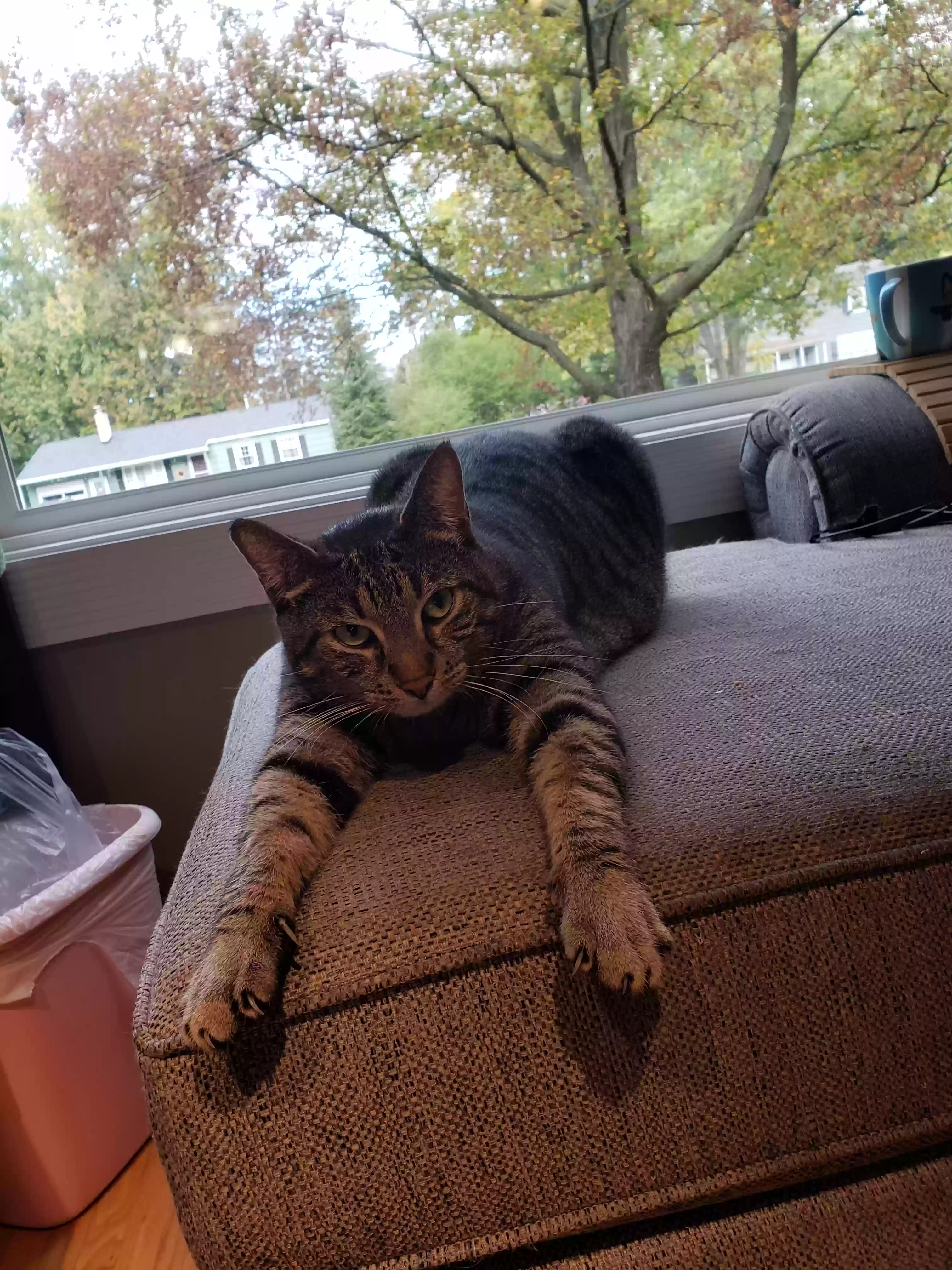 Lost cat in Rochester, NY, 14623