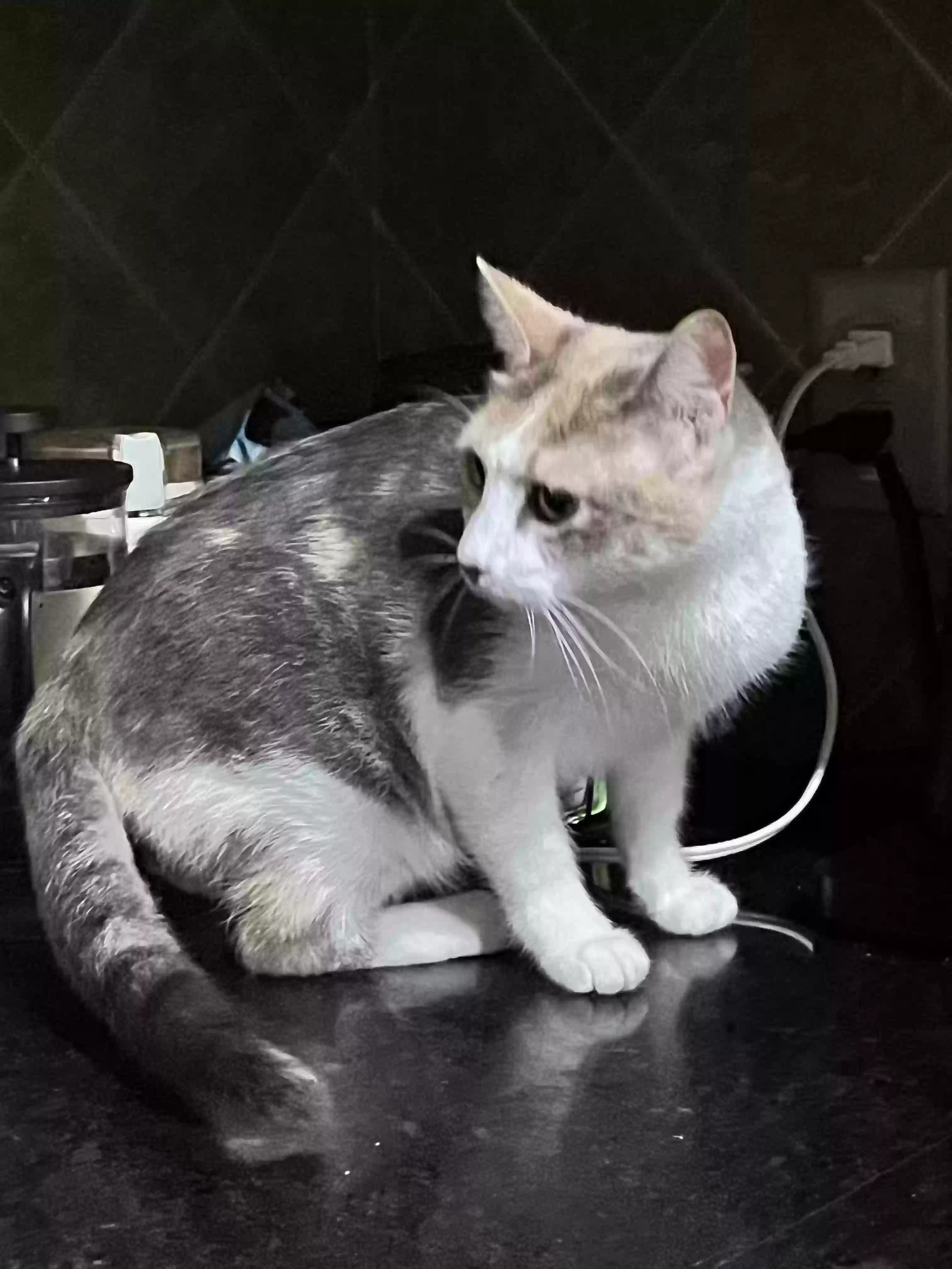 Found cat in Tampa, FL, 33607