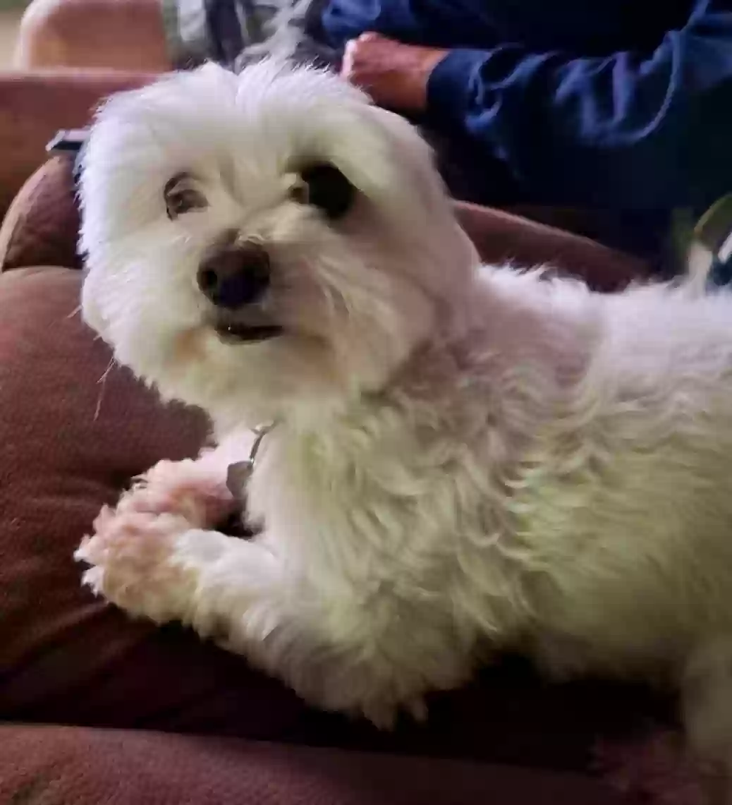 Lost dog in Appleton, WI, 54915