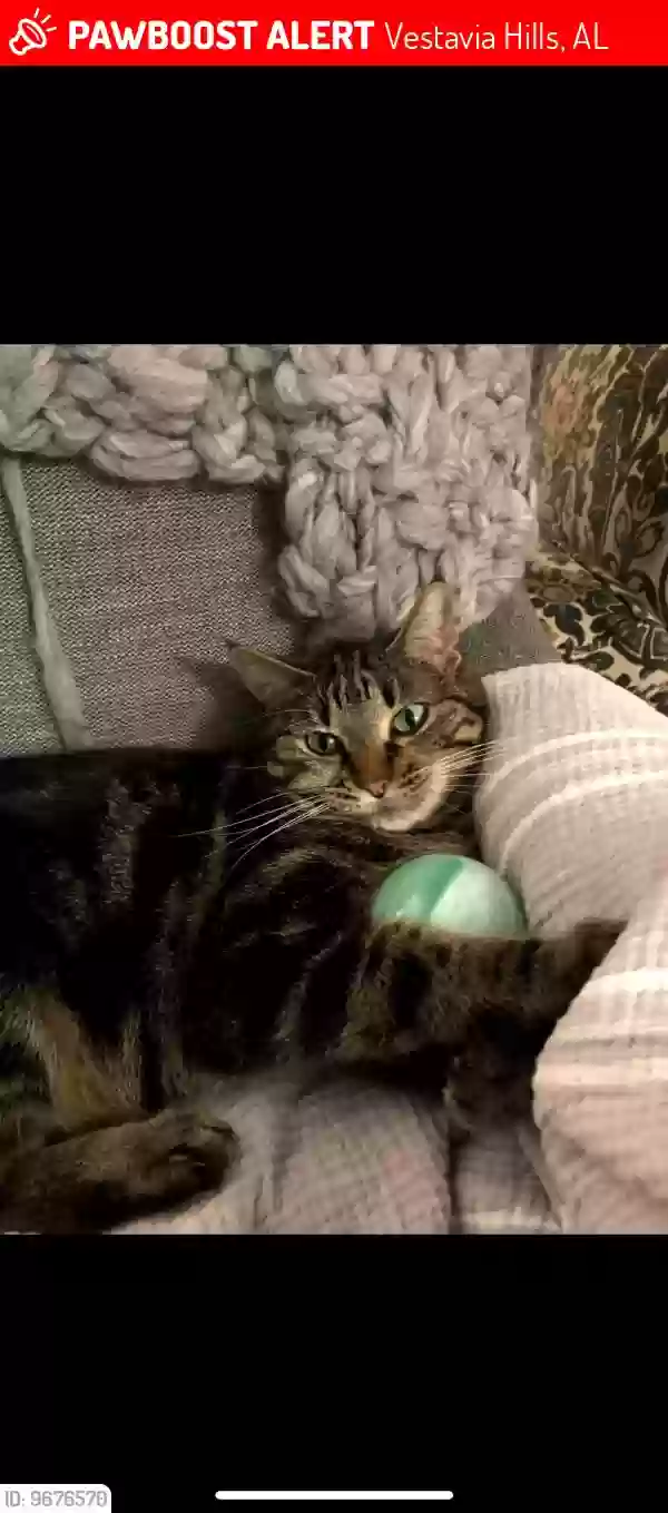 Lost cat in Birmingham, AL, 35216
