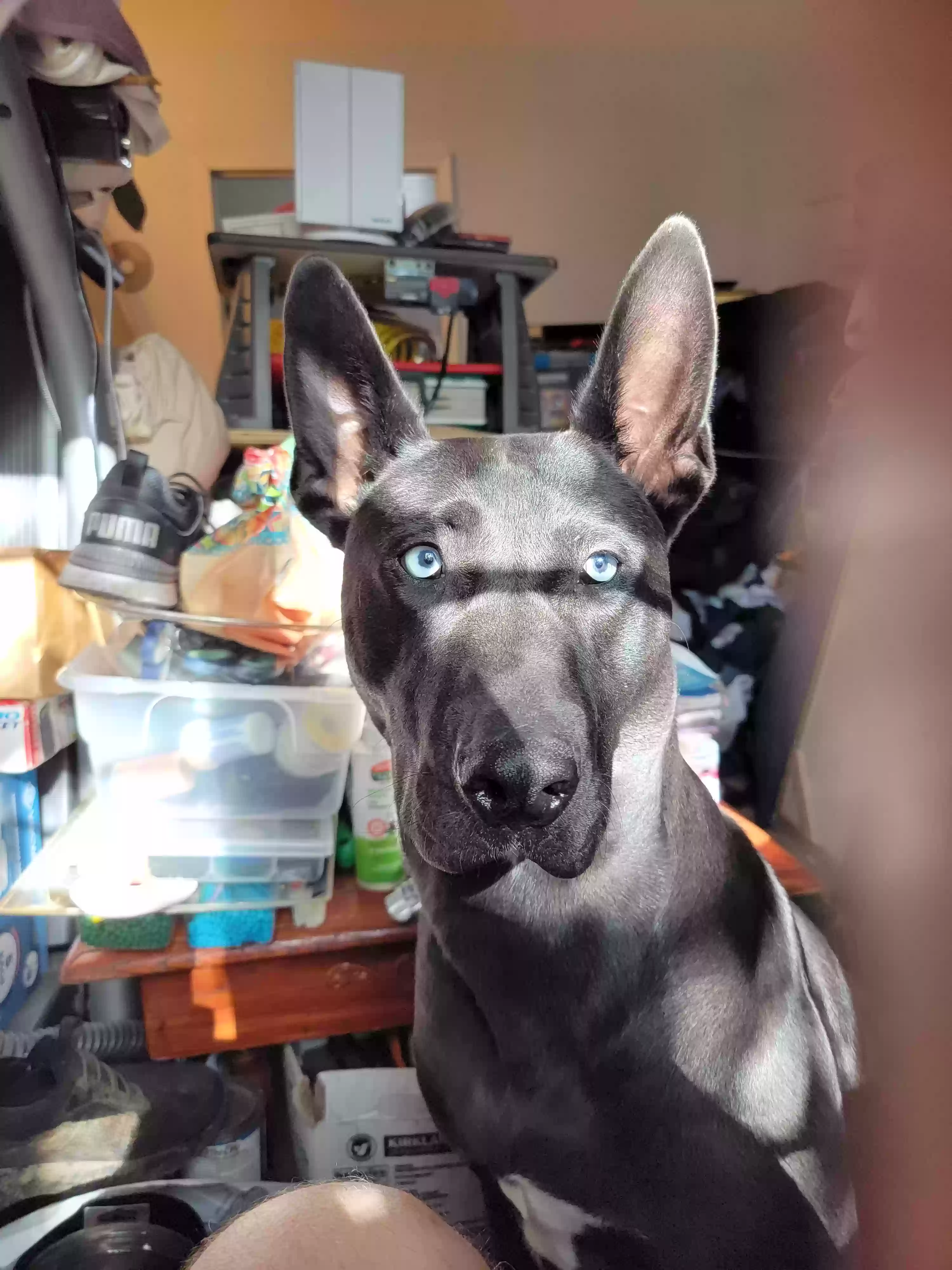 Lost dog in Tacoma, WA, 98405