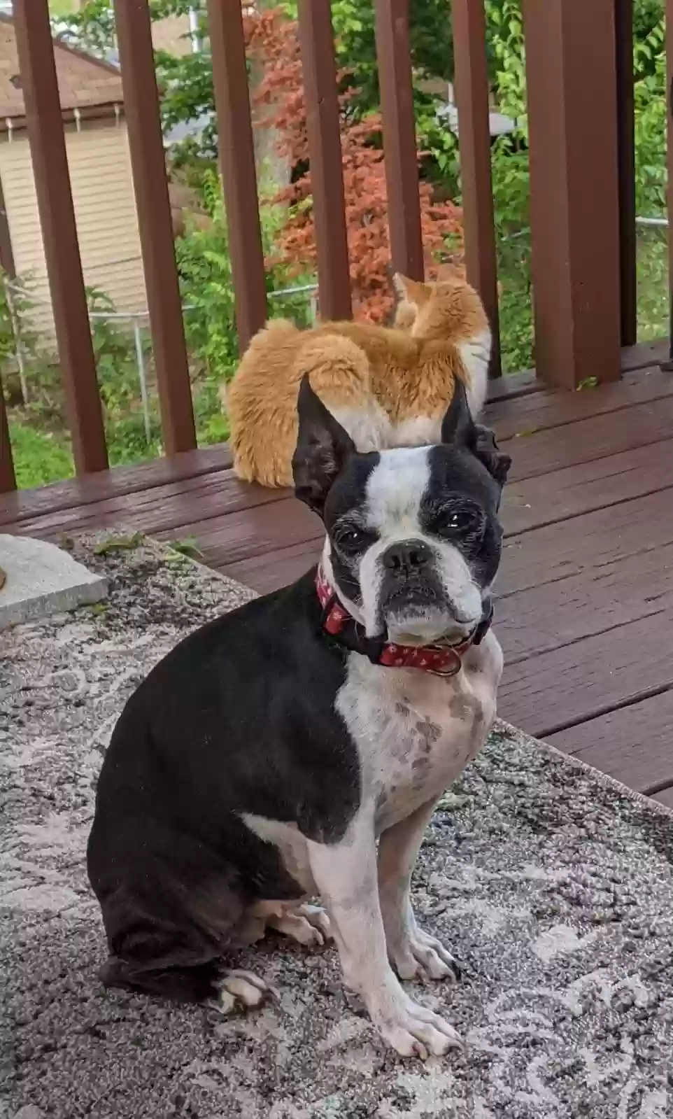 Lost dog in Cincinnati, OH, 45205