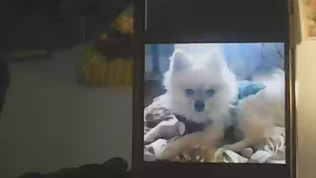 Lost dog in Oxnard, CA, 93030