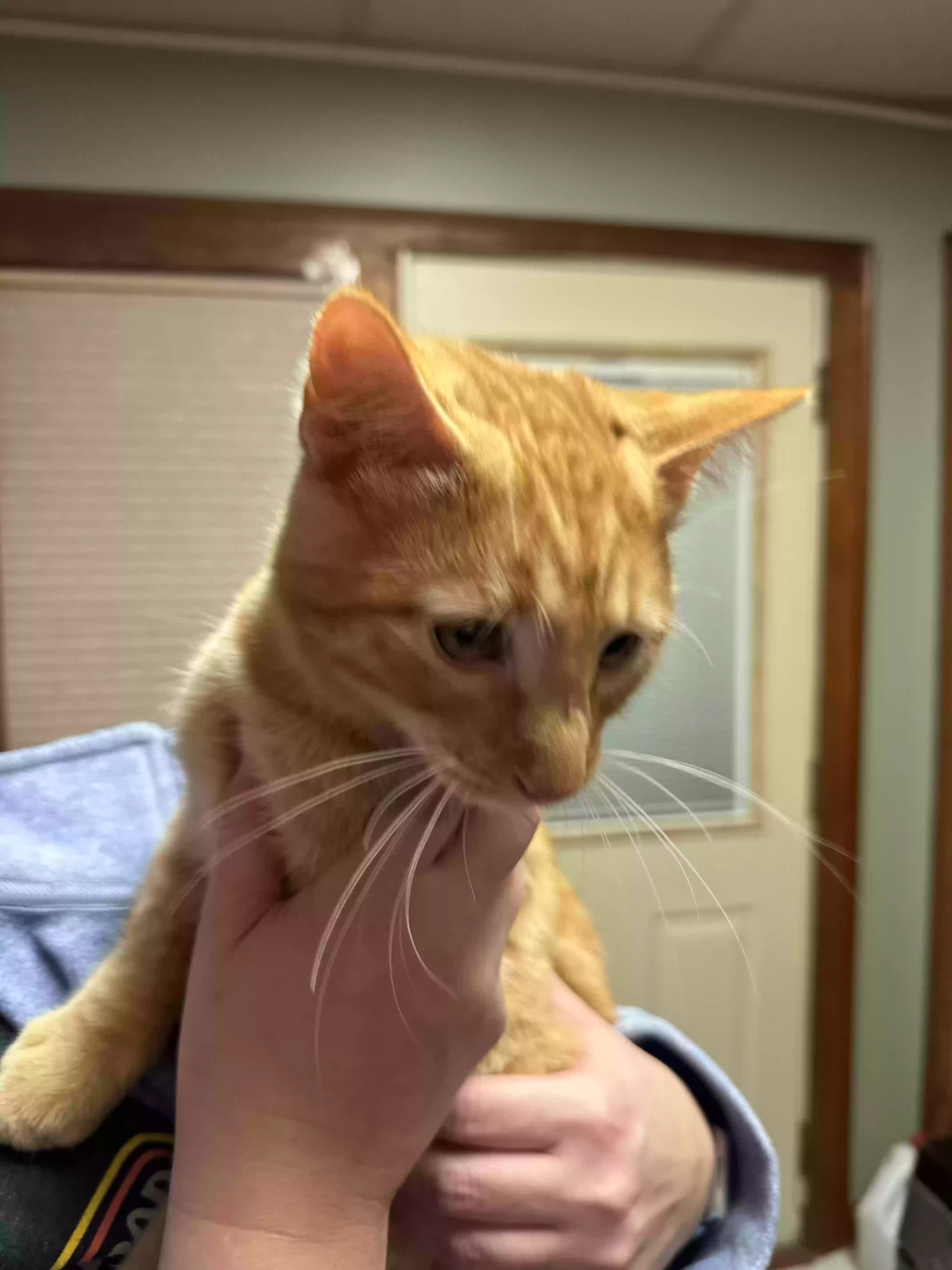 Found cat in Minneapolis, MN, 55421
