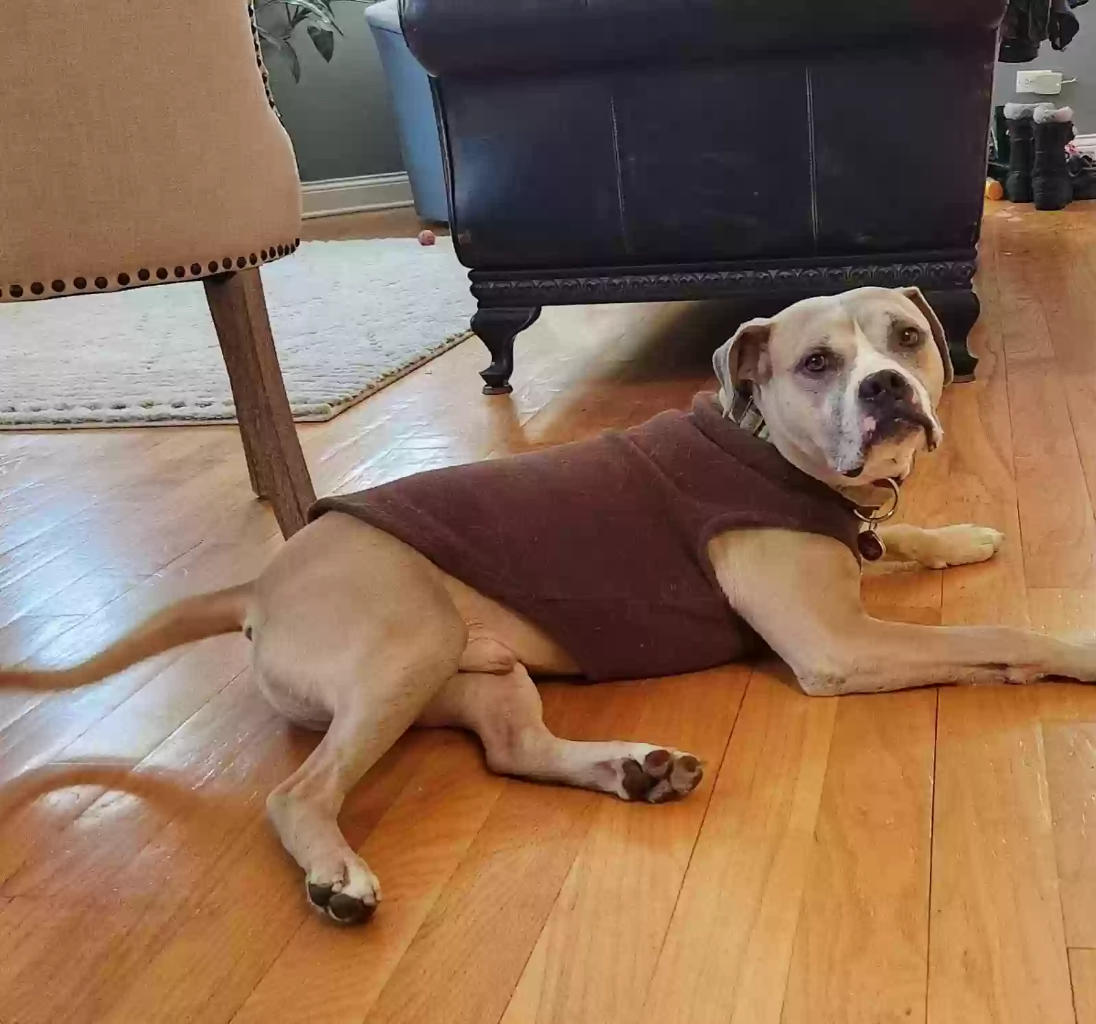 Lost dog in Chicago, IL, 60625