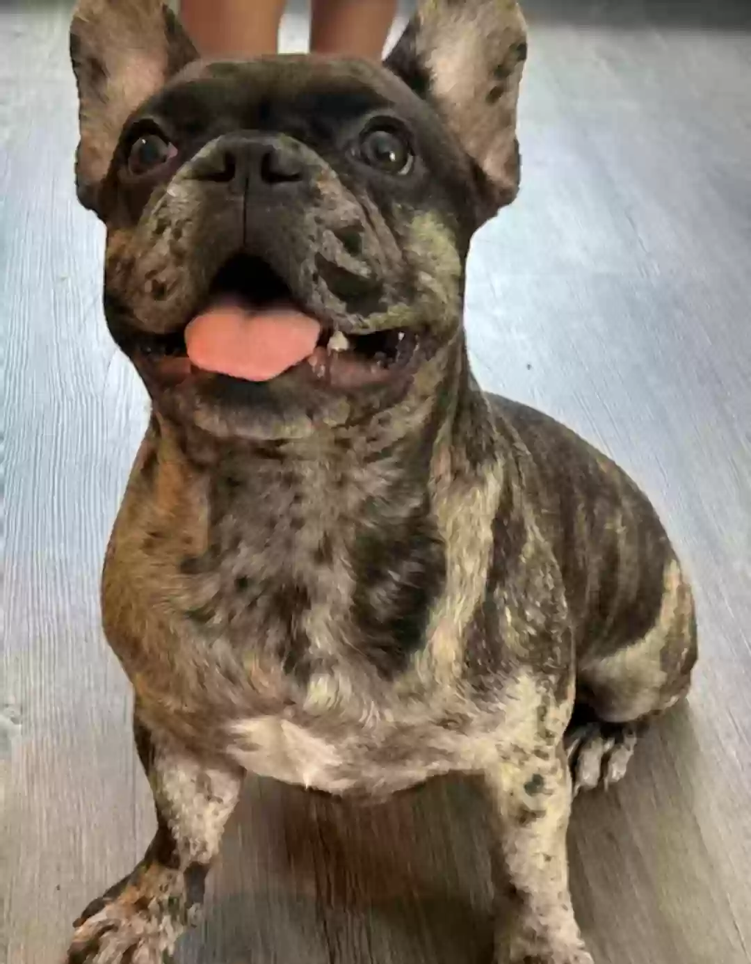 Lost dog in Sanford, FL, 32773