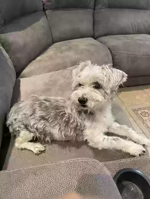 Lost dog in Waco, TX, 76708