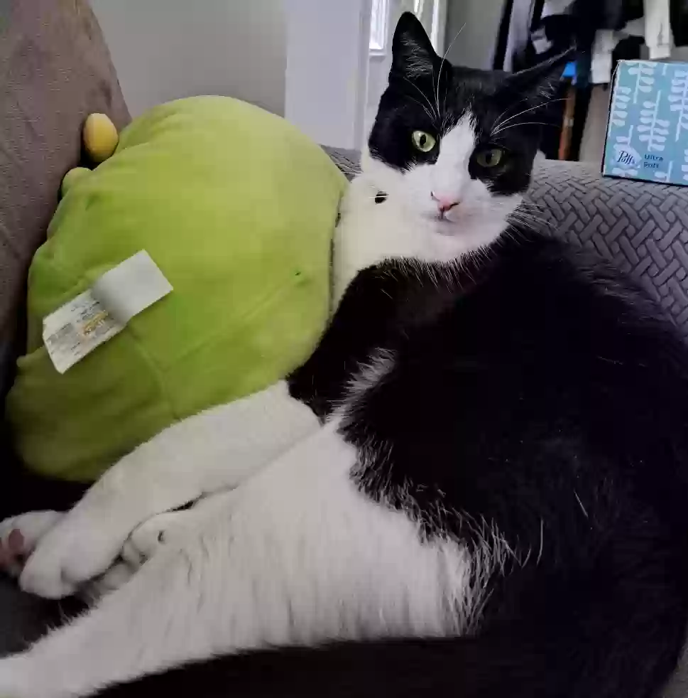 Lost cat in Staten Island, NY, 10312