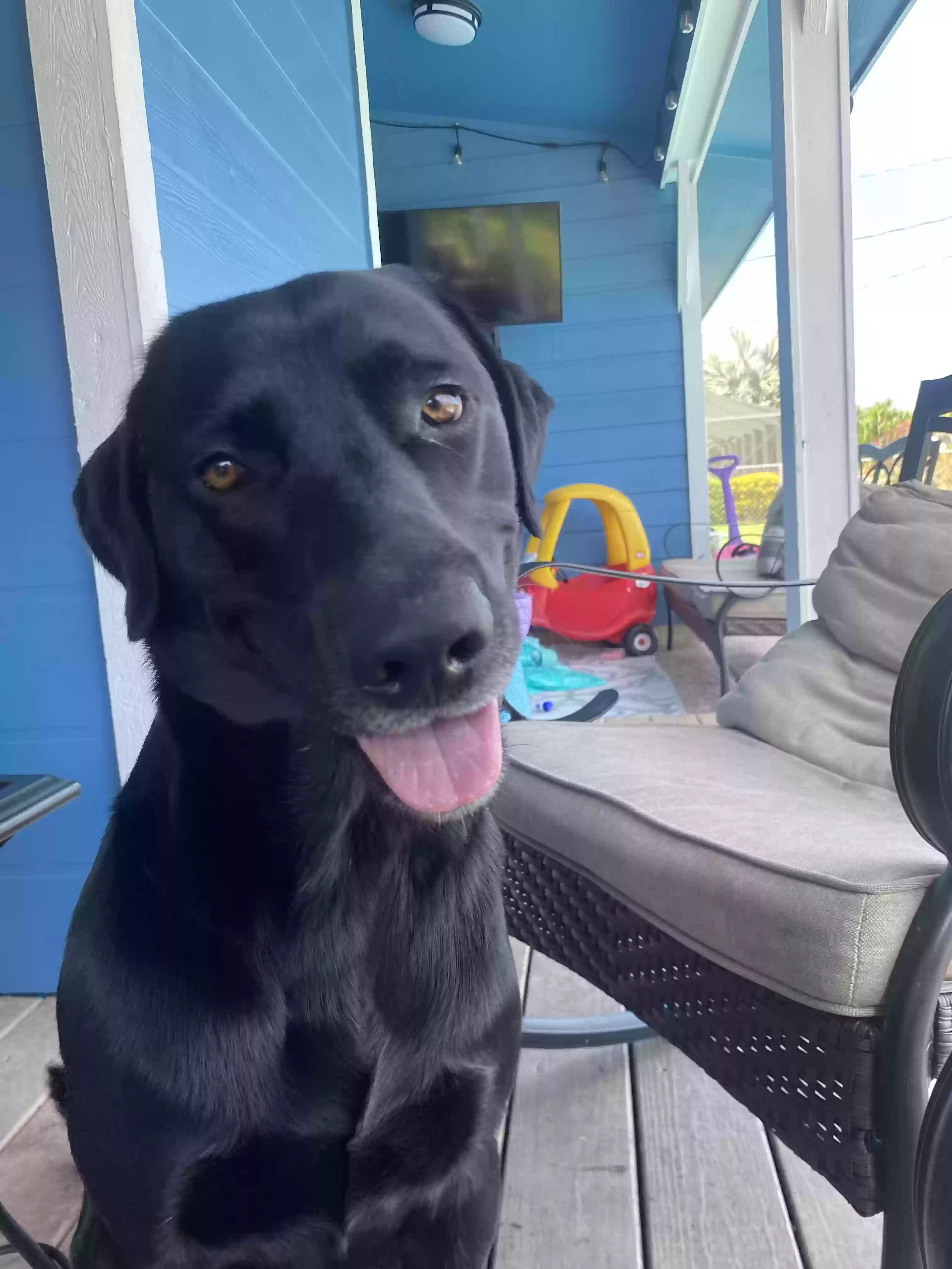 Lost dog in Port Saint Lucie, FL, 34983