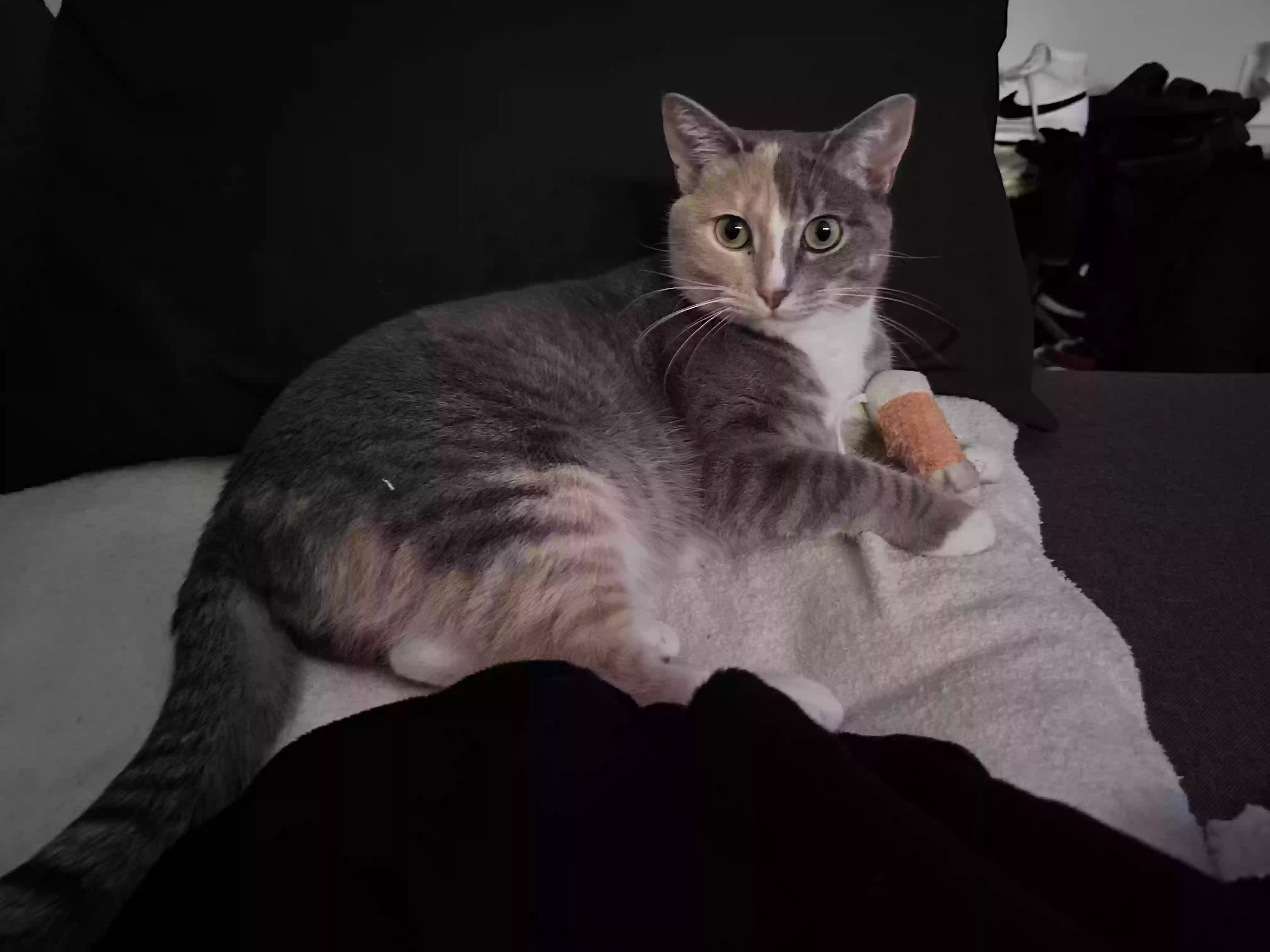 Lost cat in Colorado Springs, CO, 80920