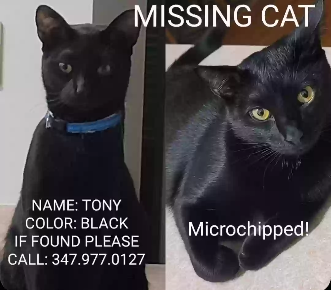 Lost cat in Palm Bay, FL, 32909