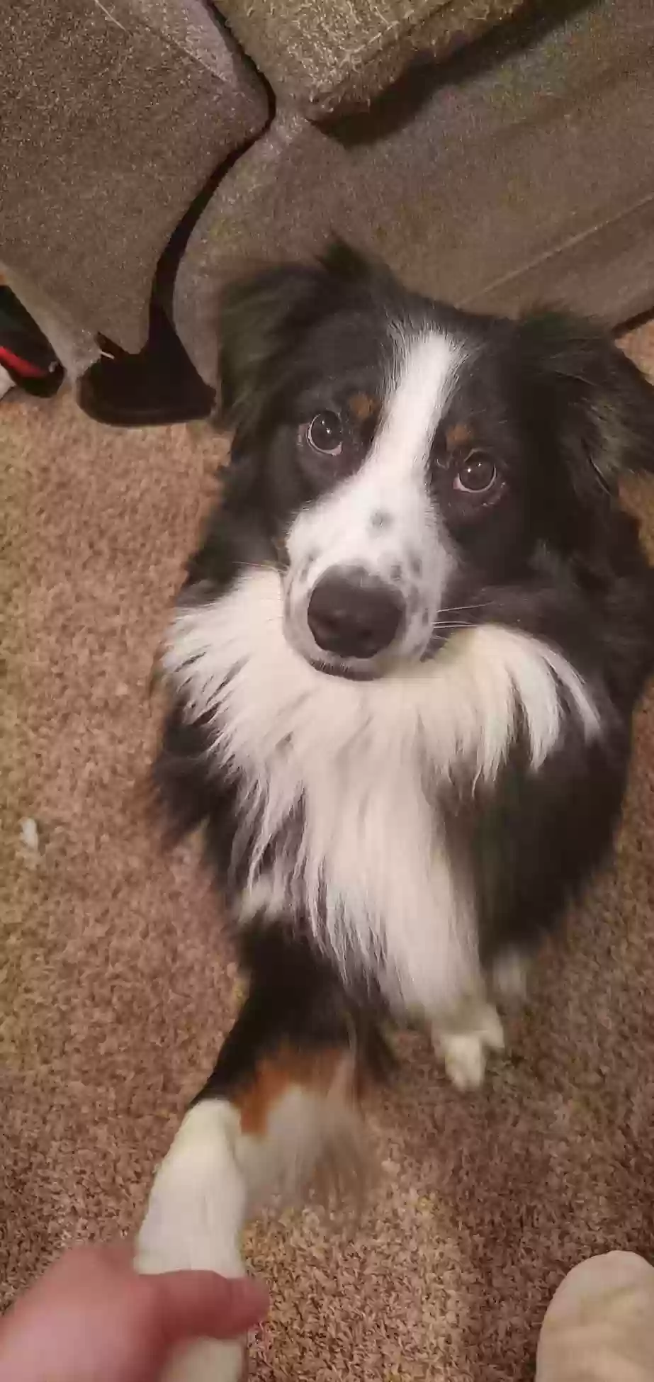 Lost dog in Cincinnati, OH, 45251