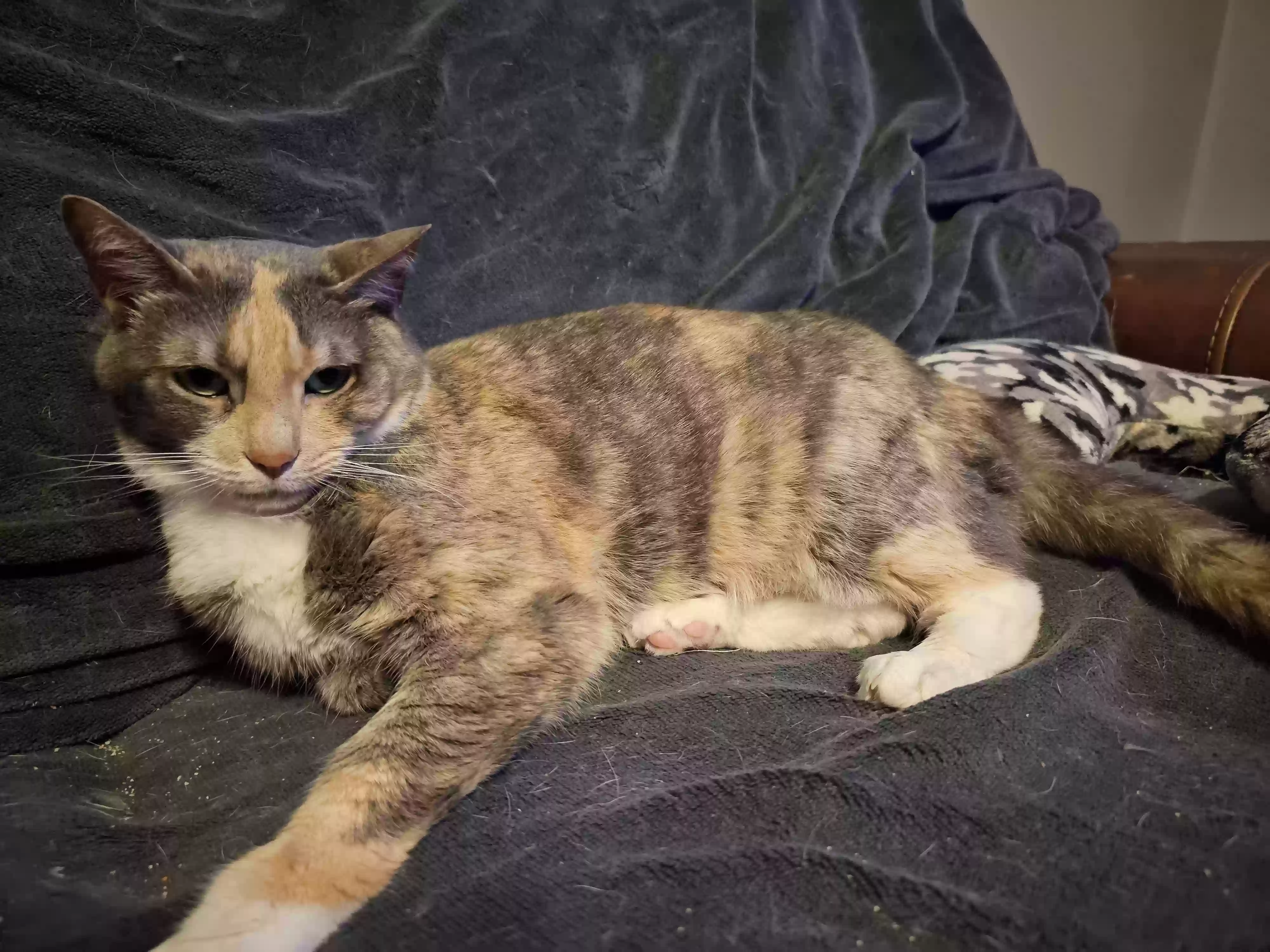 Lost cat in Norristown, PA, 19403