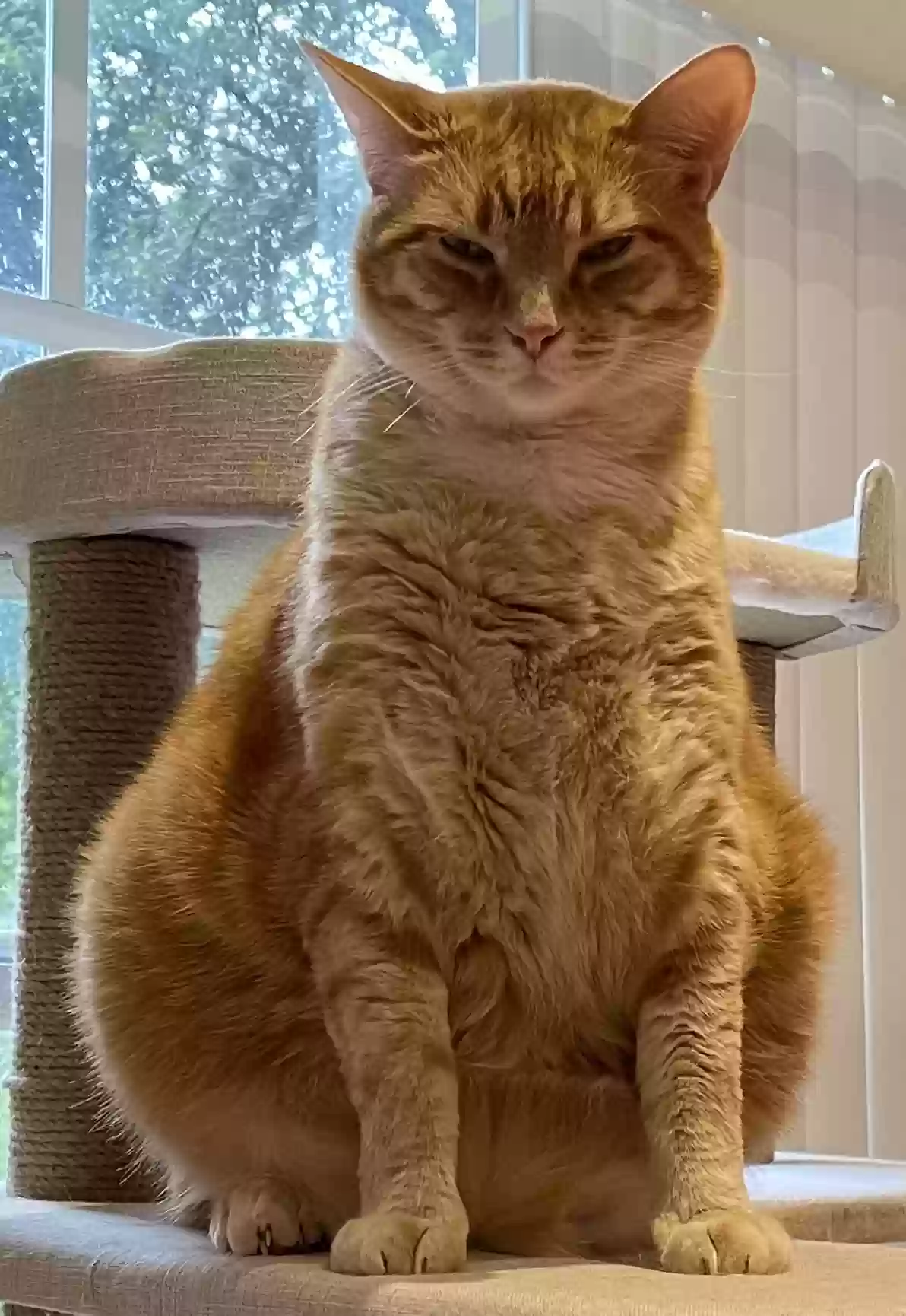 Lost cat in Davenport, FL, 33897