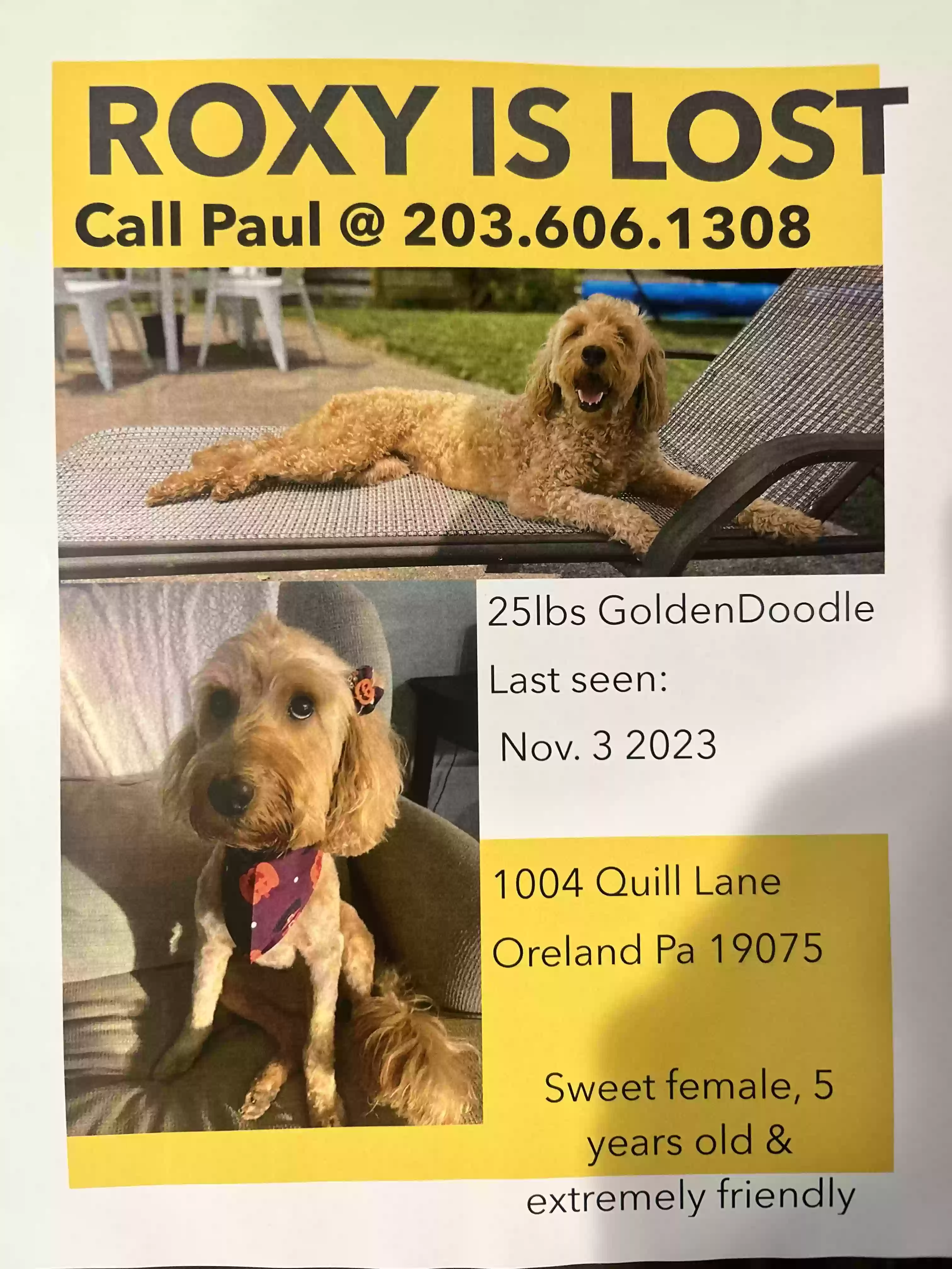 Lost dog in Oreland, PA, 19075