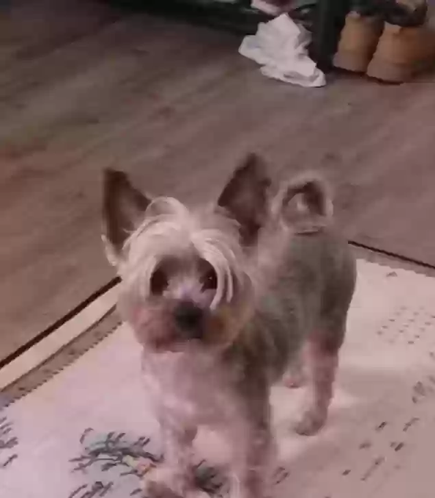 Lost dog in Clearfield, UT, 84015