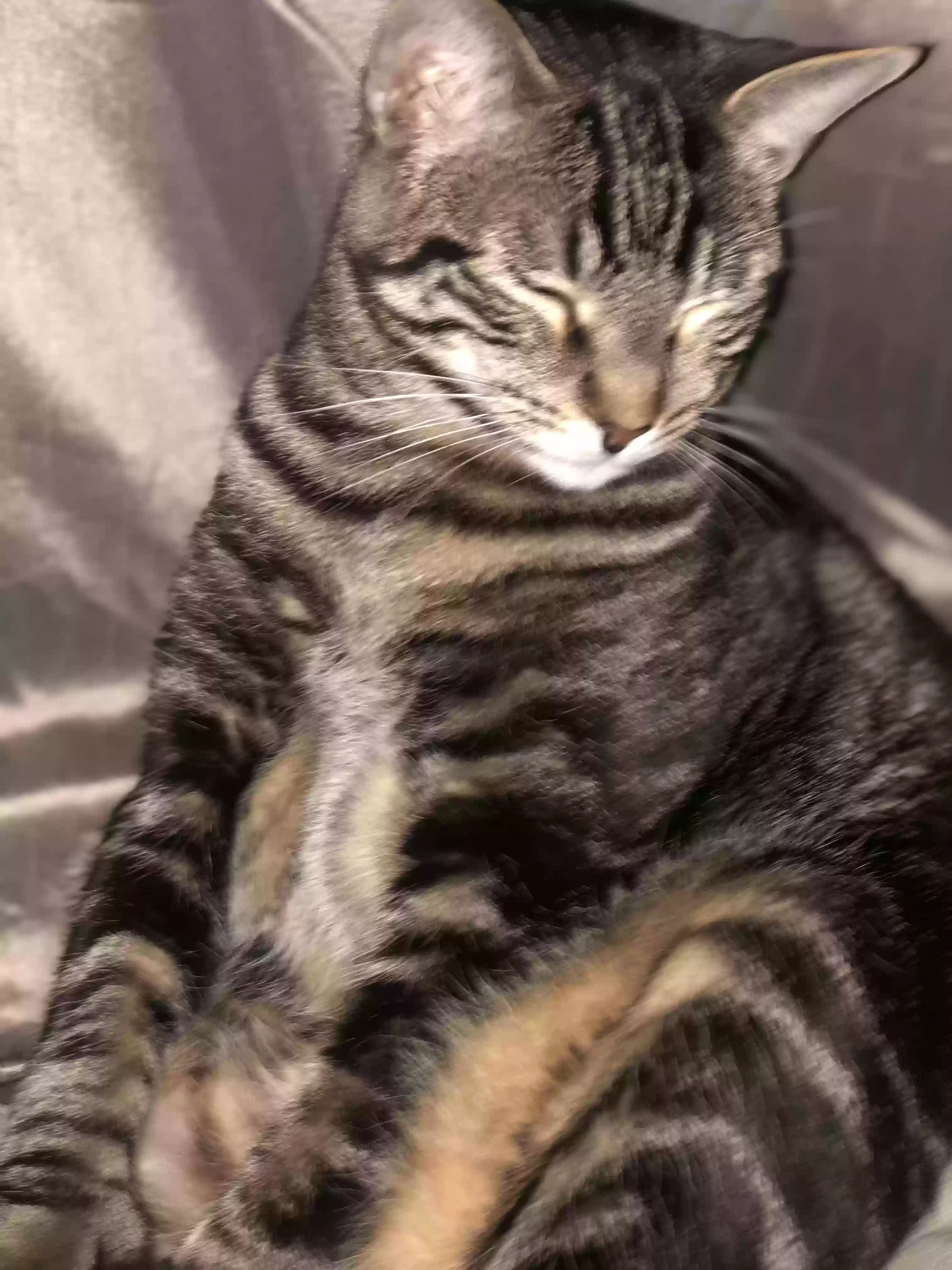 Lost cat in Aliso Viejo, CA, 92656