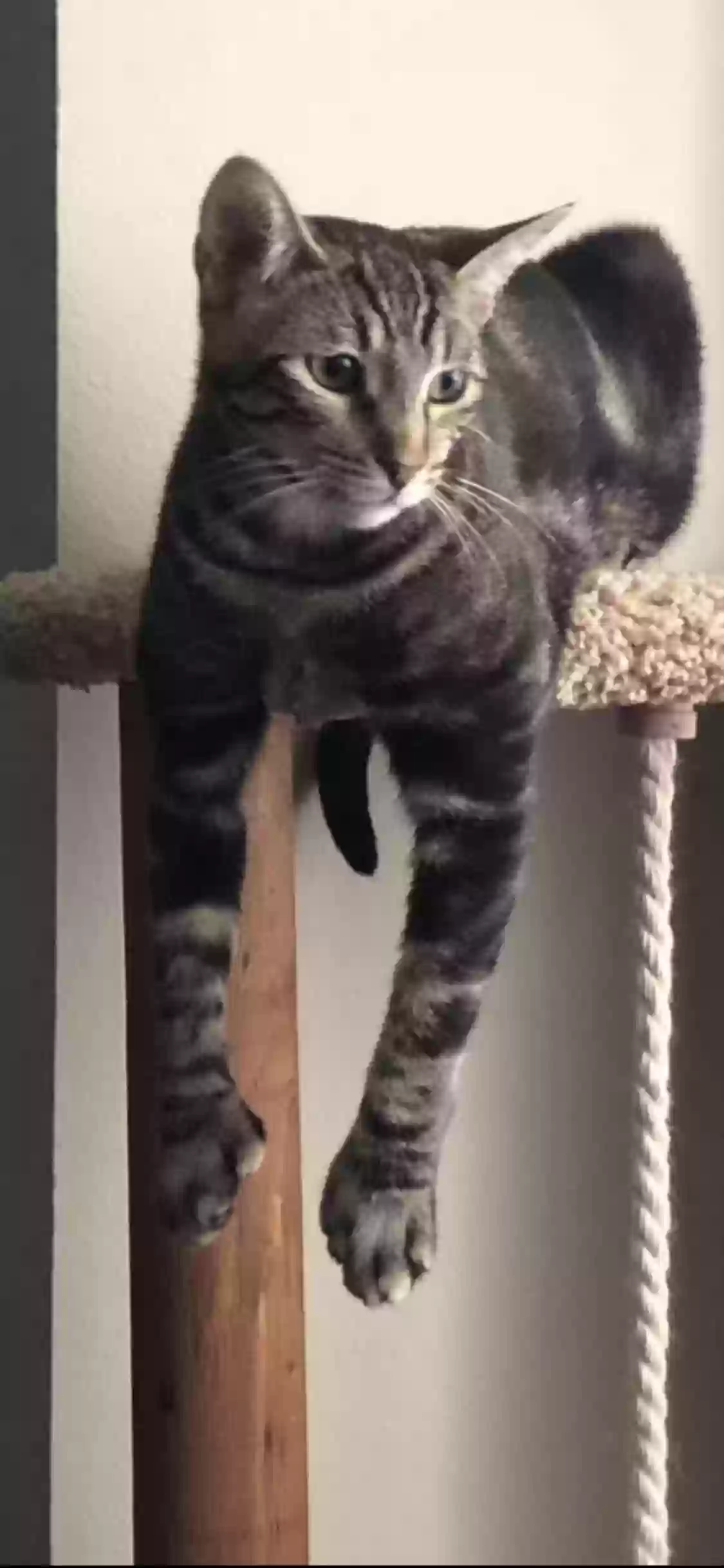 Lost cat in Aliso Viejo, CA, 92656