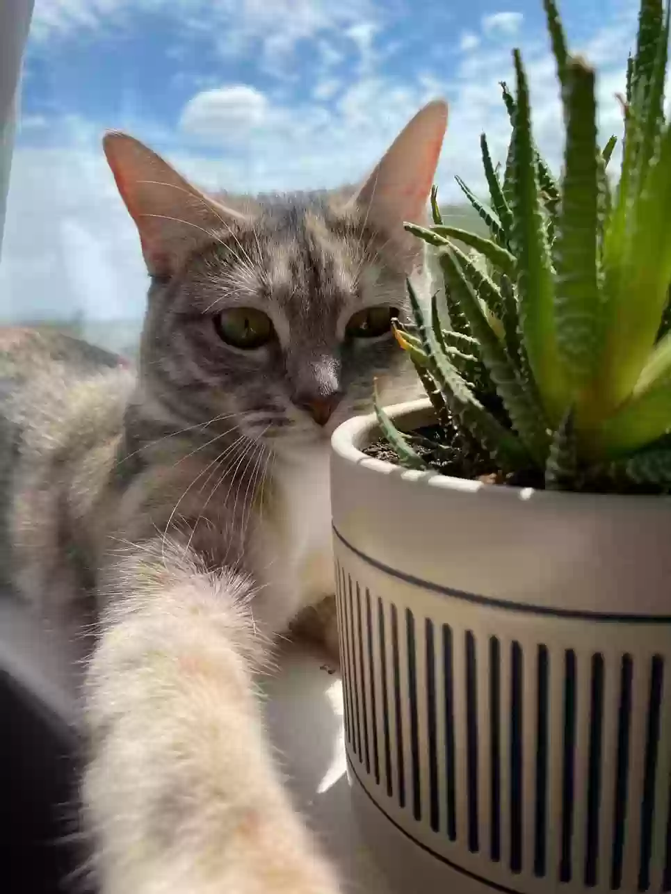 Lost cat in Denton, TX, 76201