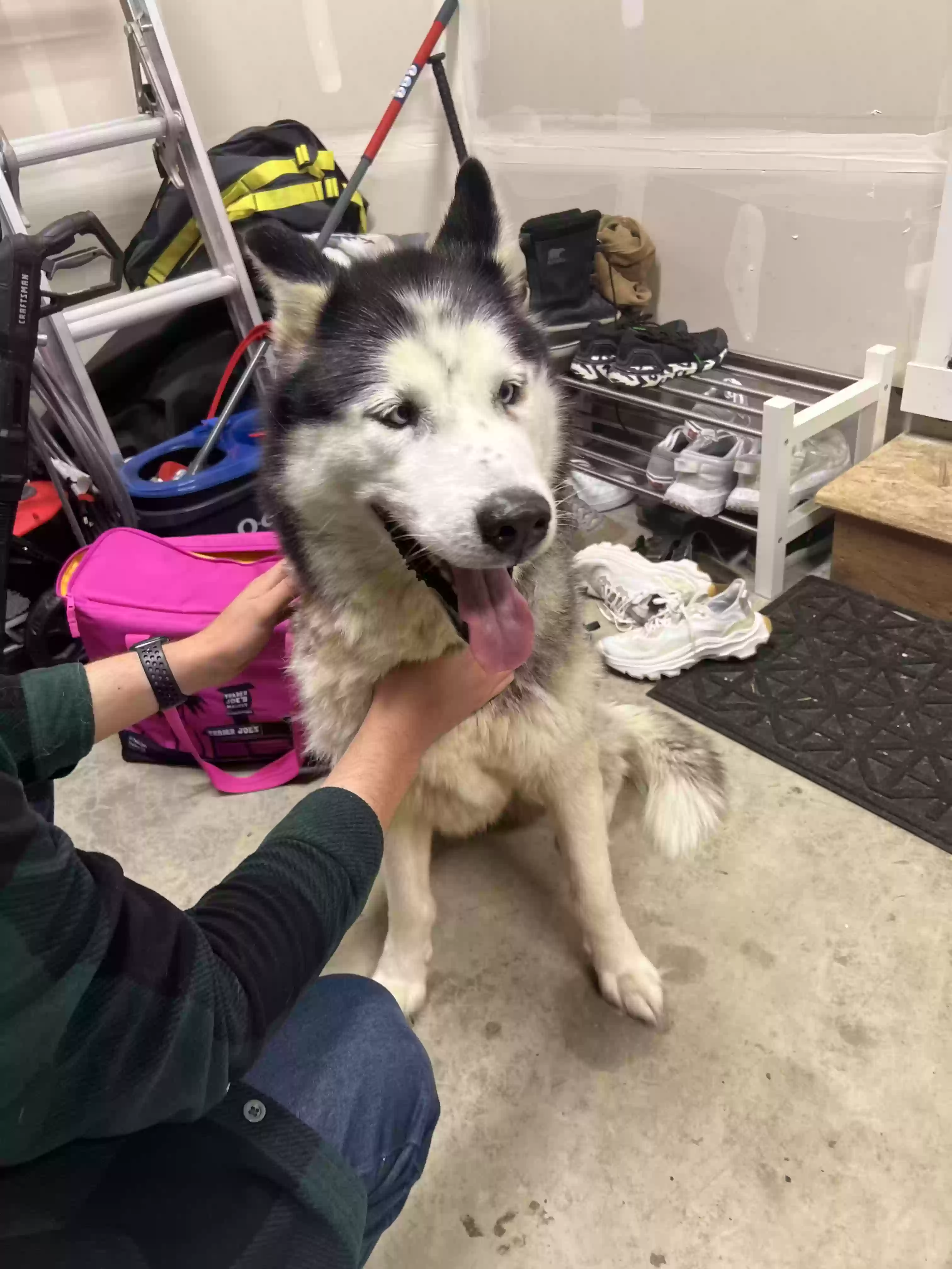 Found dog in Gresham, OR, 97080