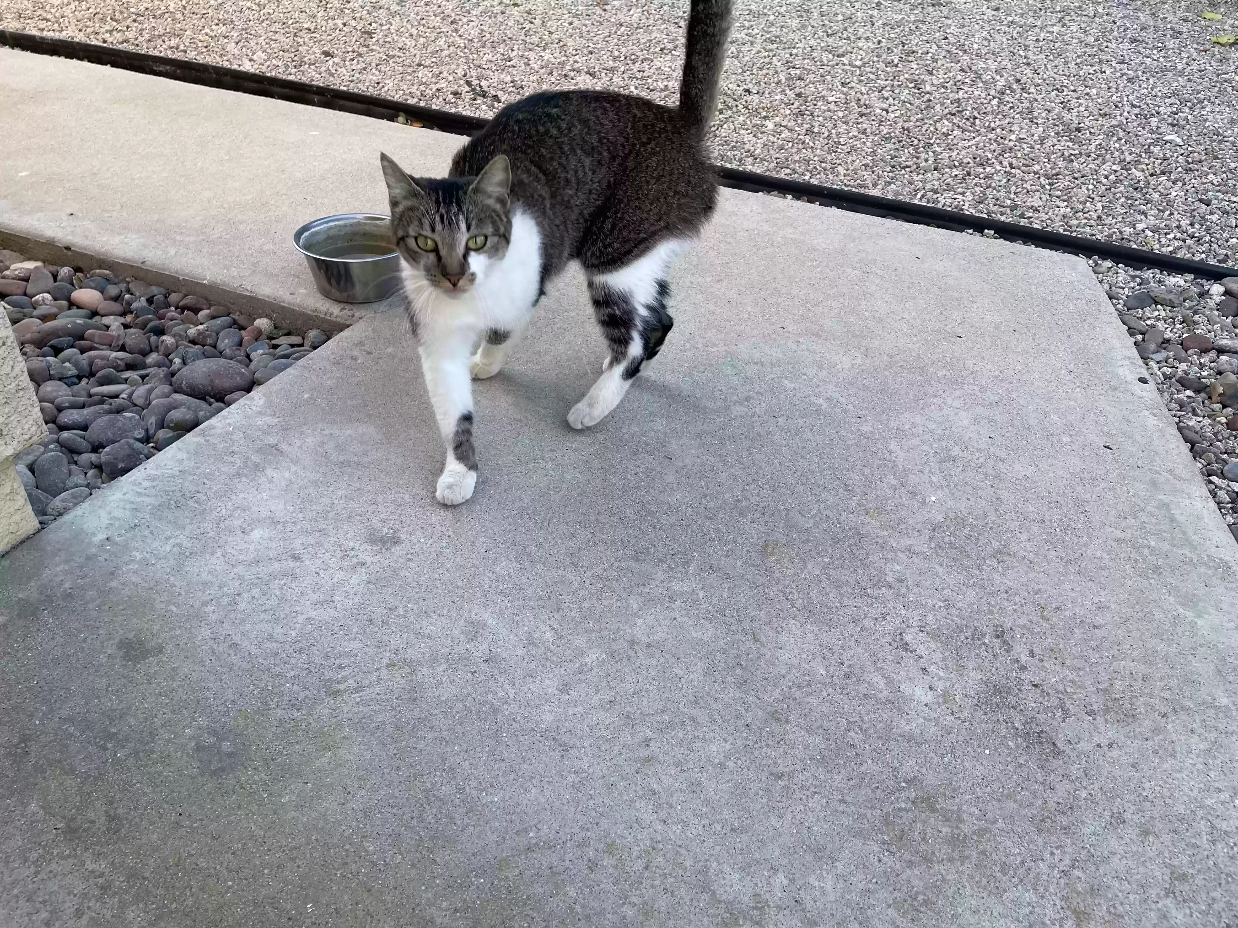 Found cat in Yucaipa, CA, 92399