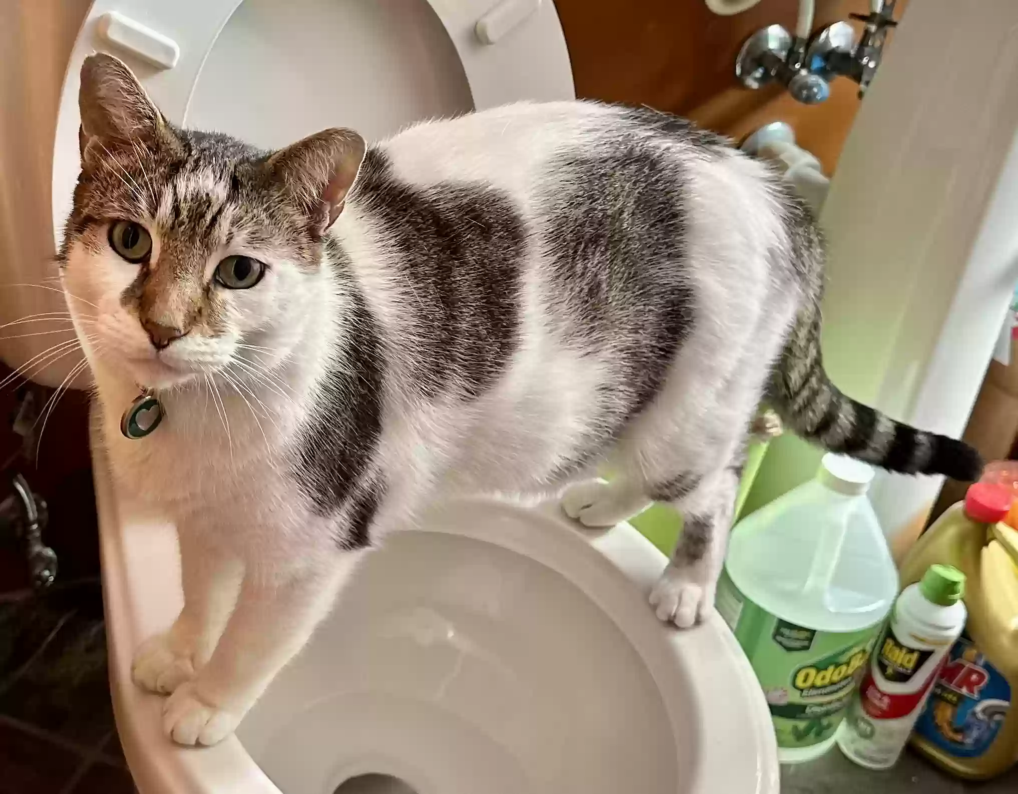 Lost cat in Miami, FL, 33155