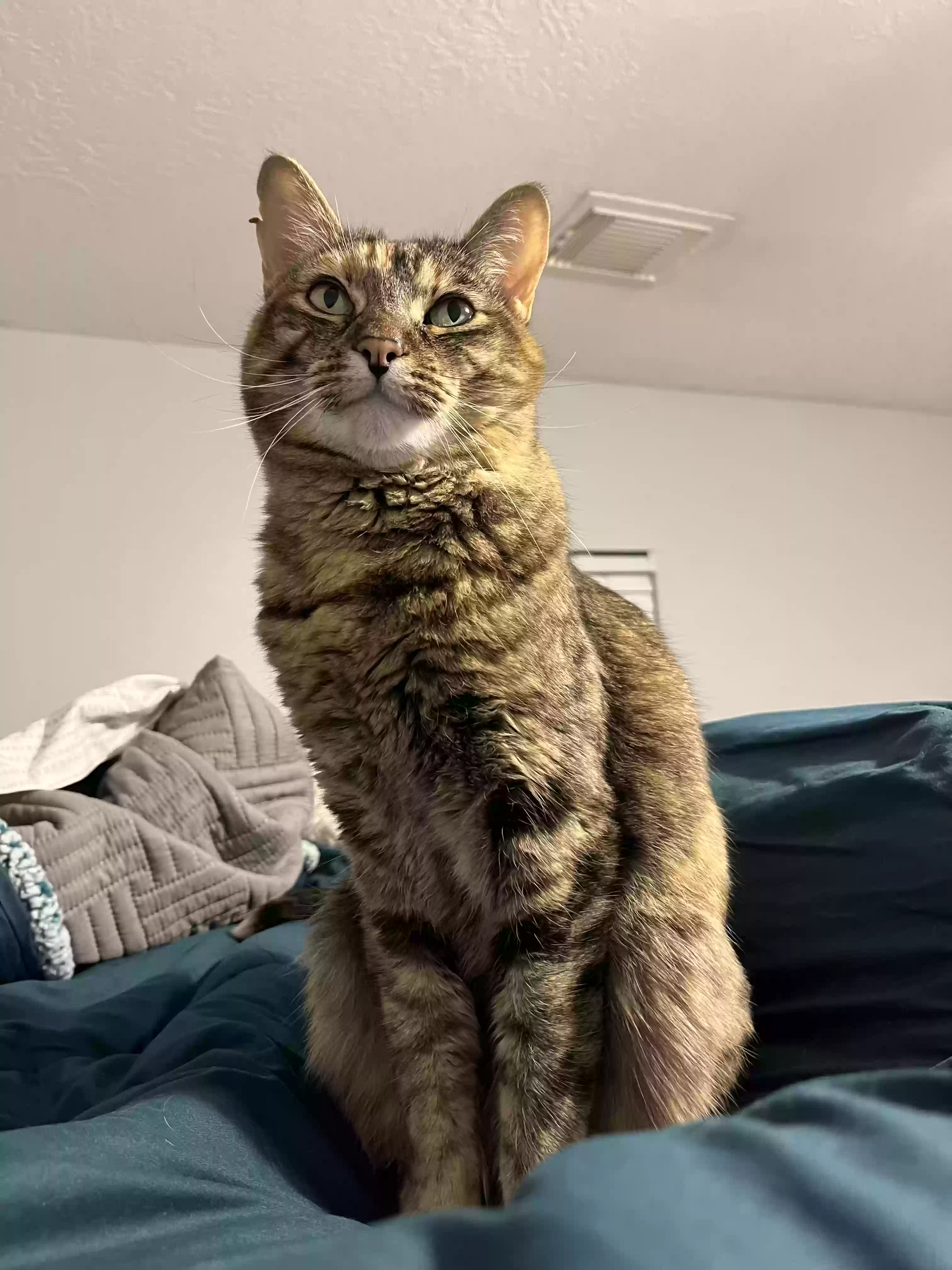 Lost cat in Houston, TX, 77095