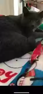Lost cat in Canal Fulton, OH, 44614