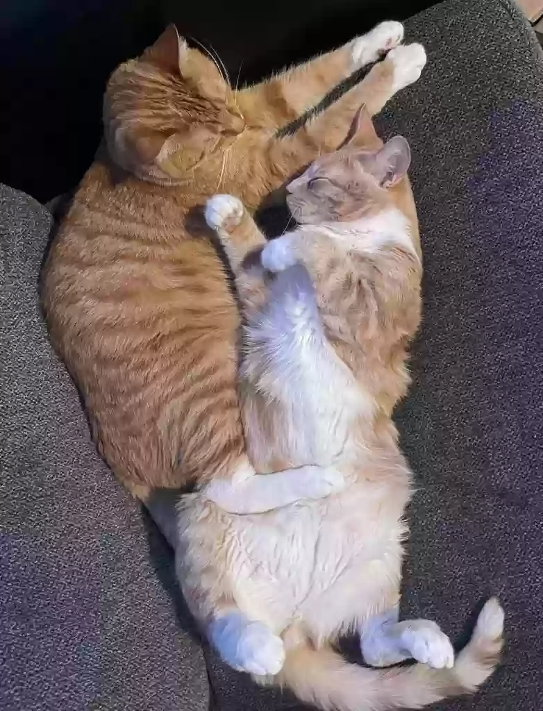 Lost cat in Allentown, PA, 18104