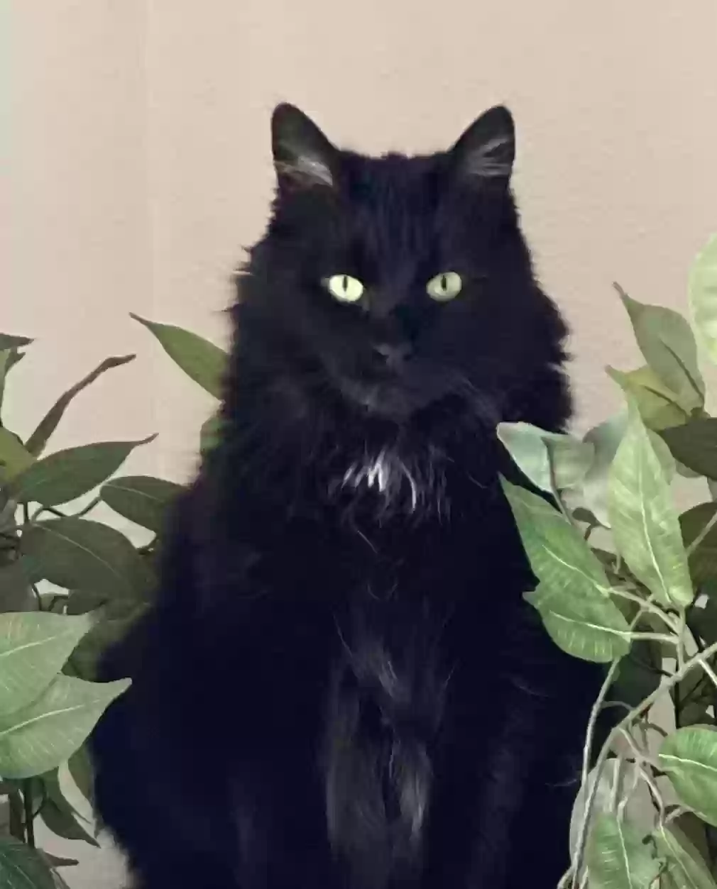 Lost cat in Williamston, MI, 48895