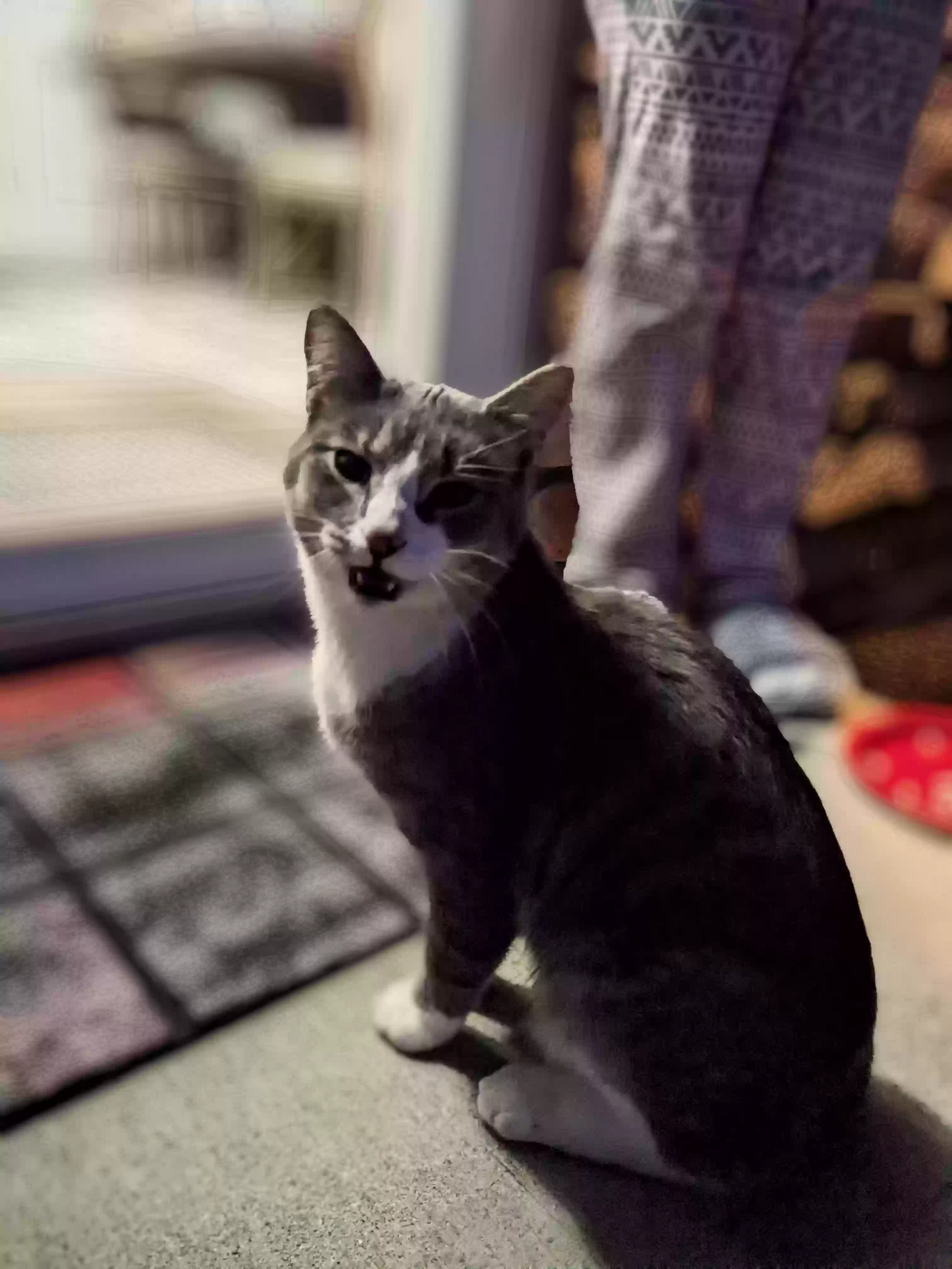 Found cat in Pickerington, OH, 43147