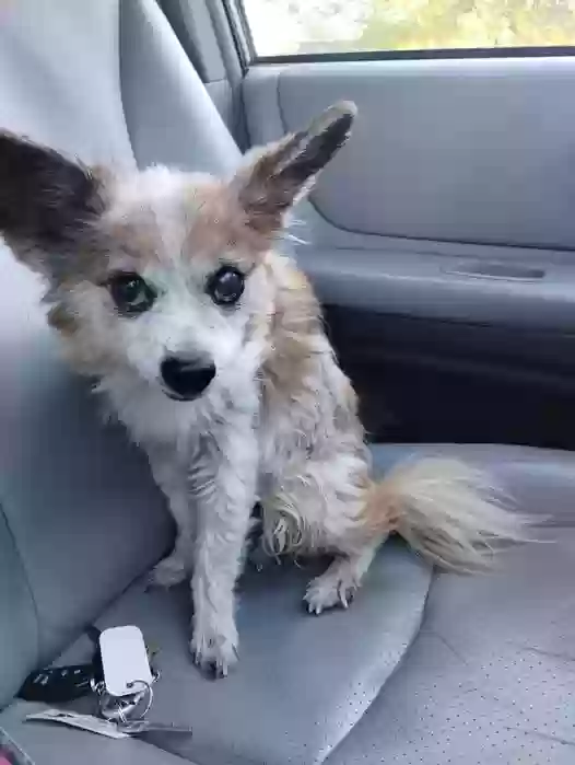 Found dog in Mountain Grove, MO, 65711