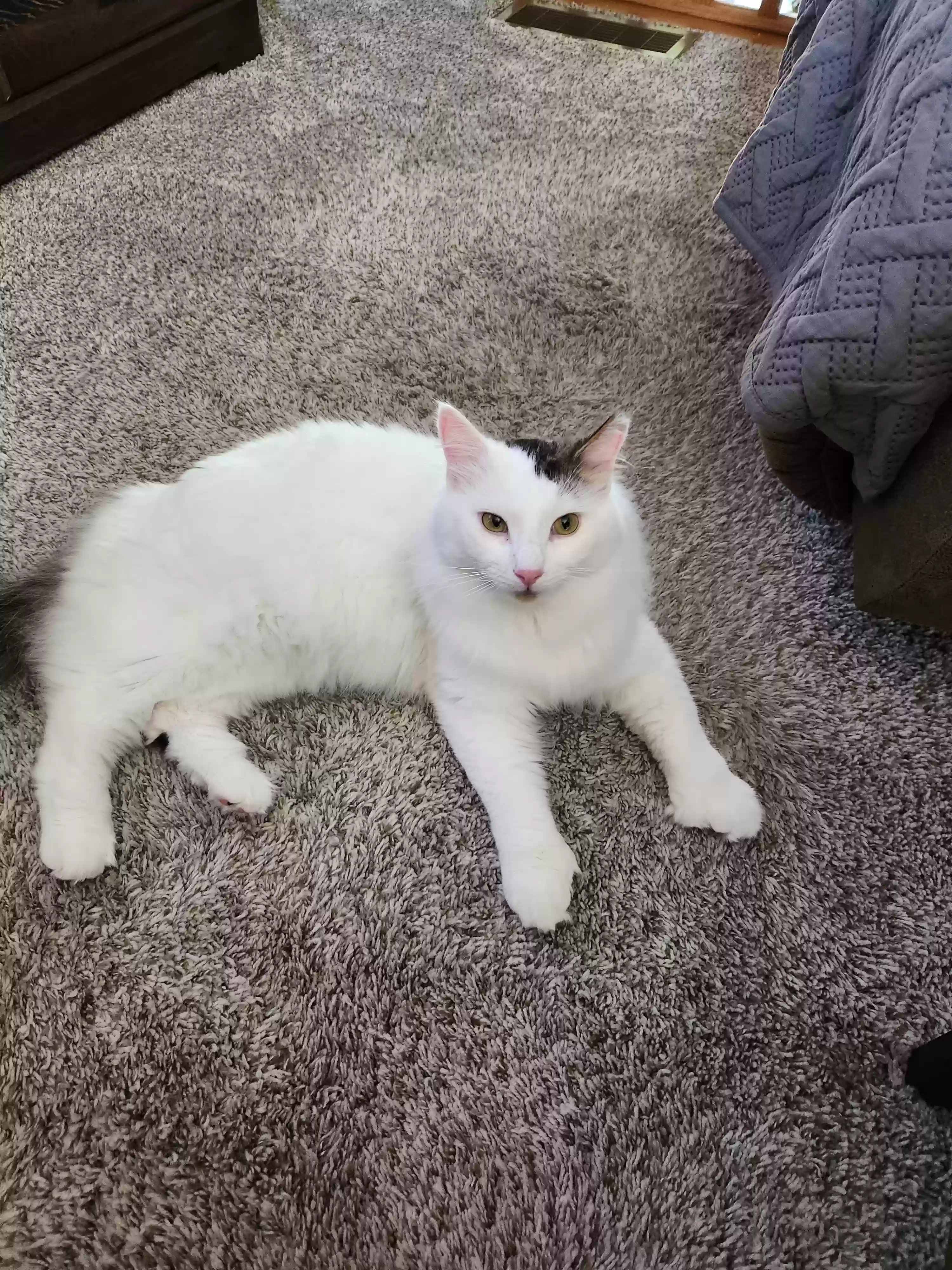 Lost cat in Minneapolis, MN, 55434