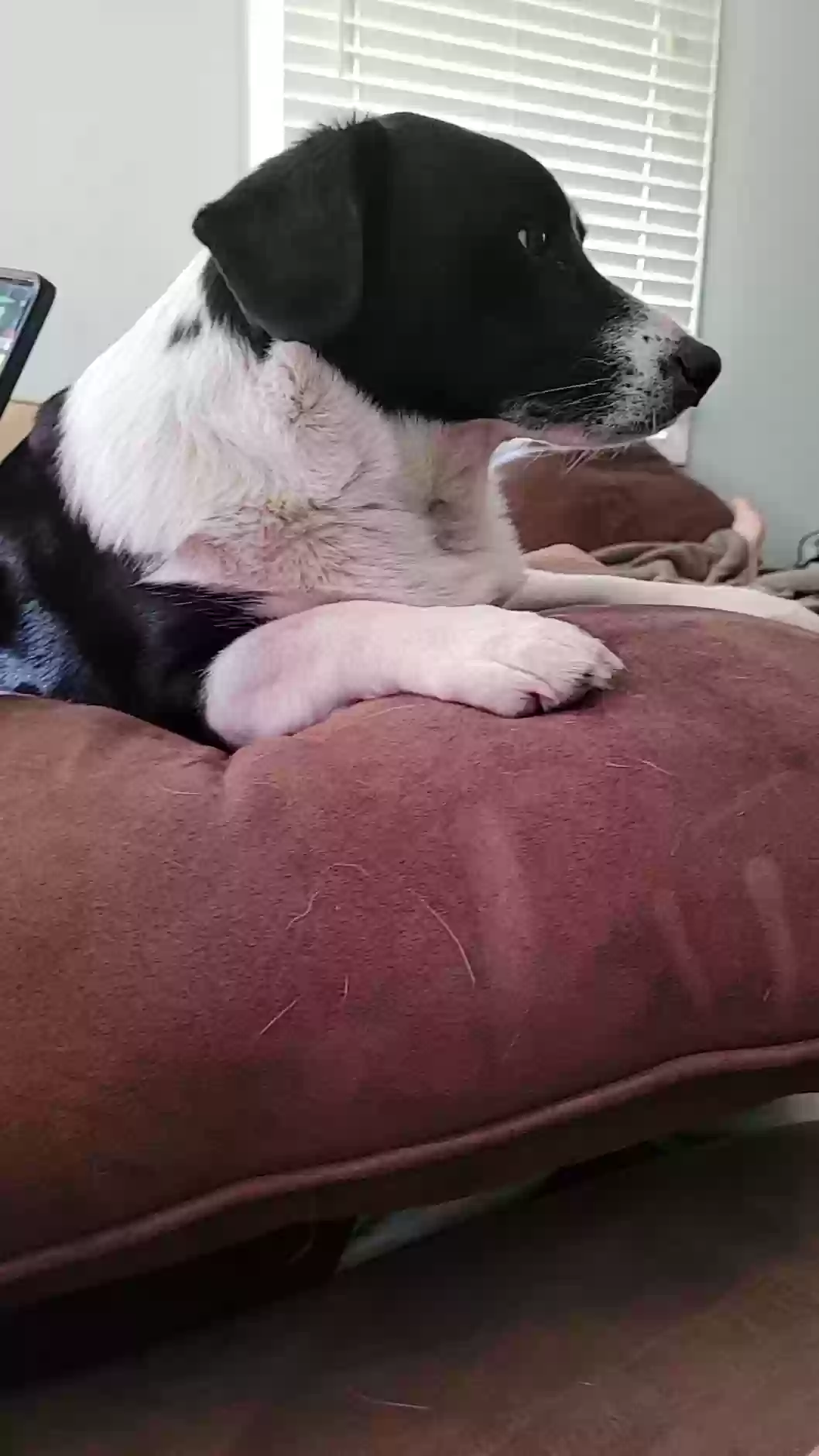Lost dog in Kansas City, KS, 66104