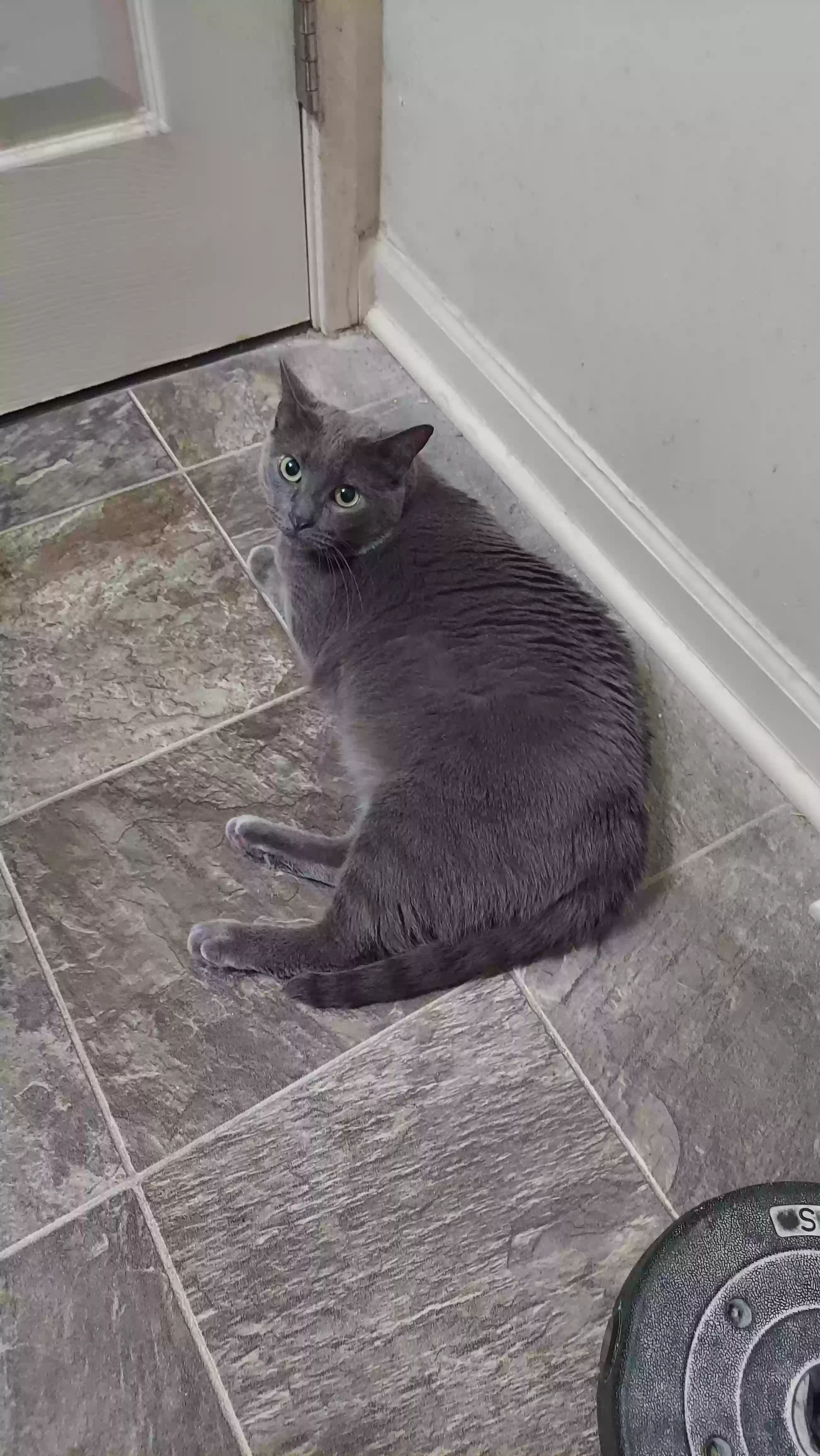 Lost cat in Saint Charles, IL, 60174