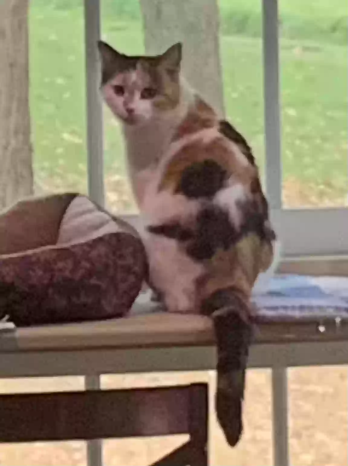 Found cat in Cassopolis, MI, 49031