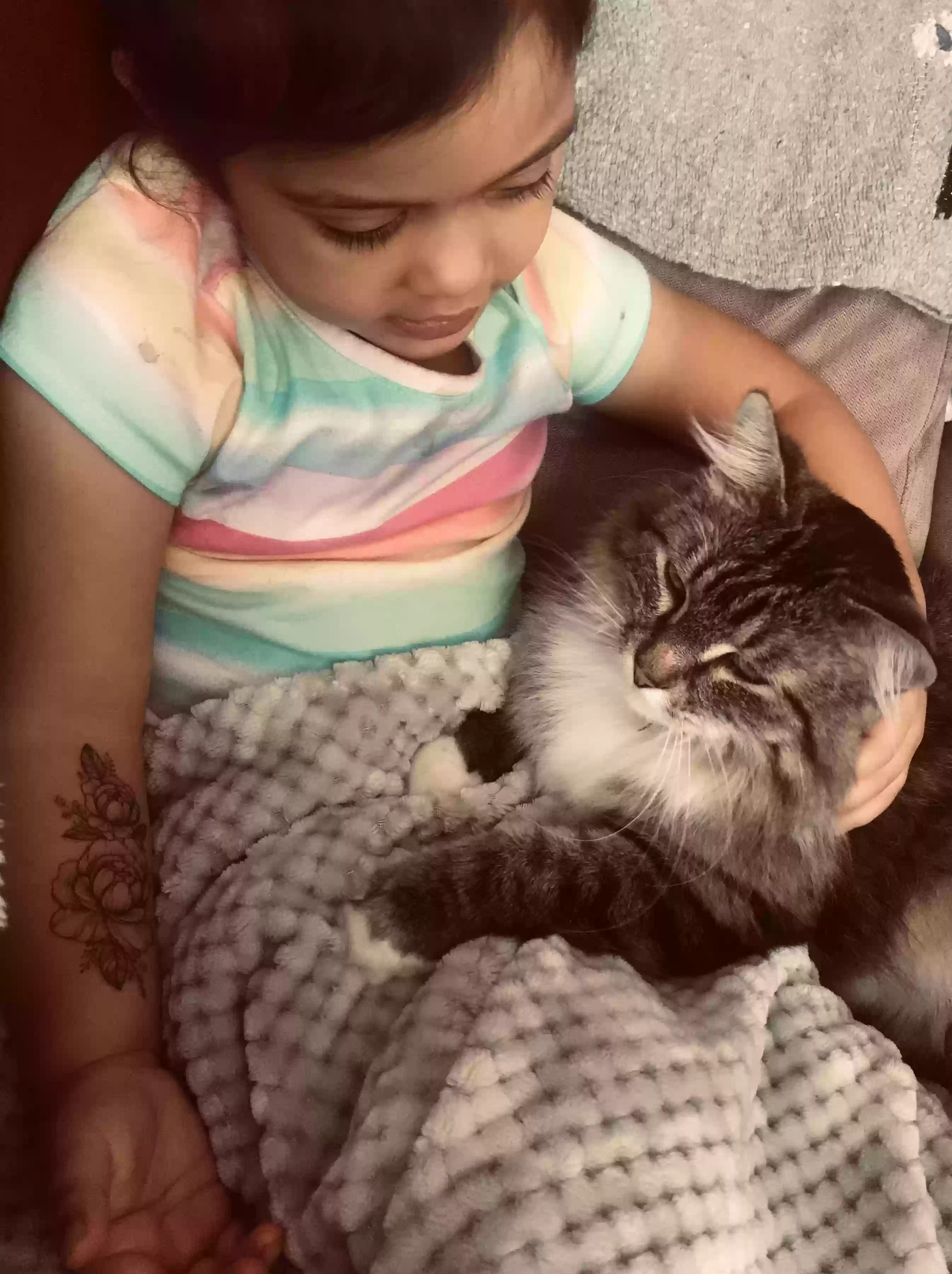 Lost cat in Woods Cross, UT, 84087