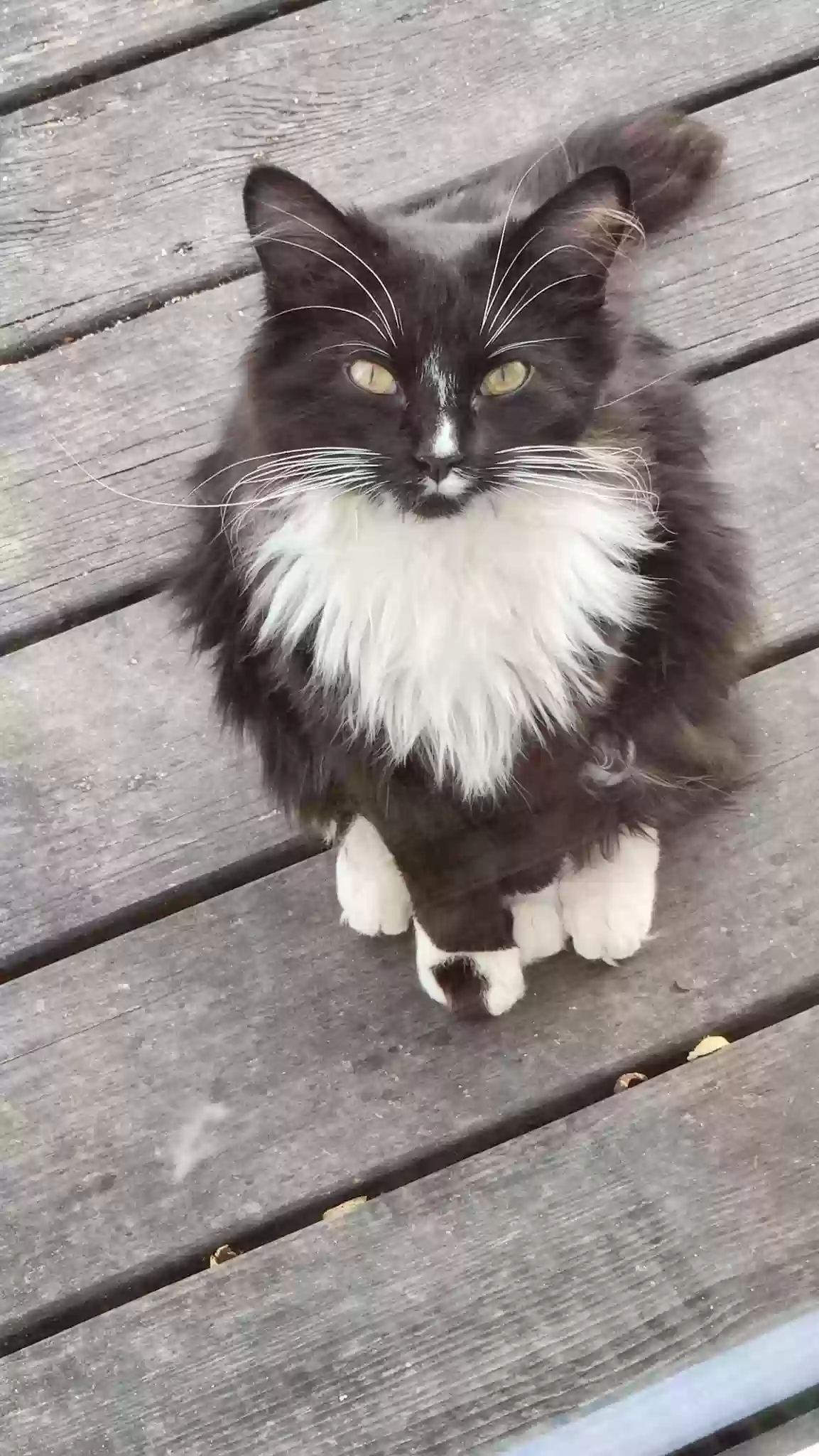 Lost cat in North Haven, CT, 6473