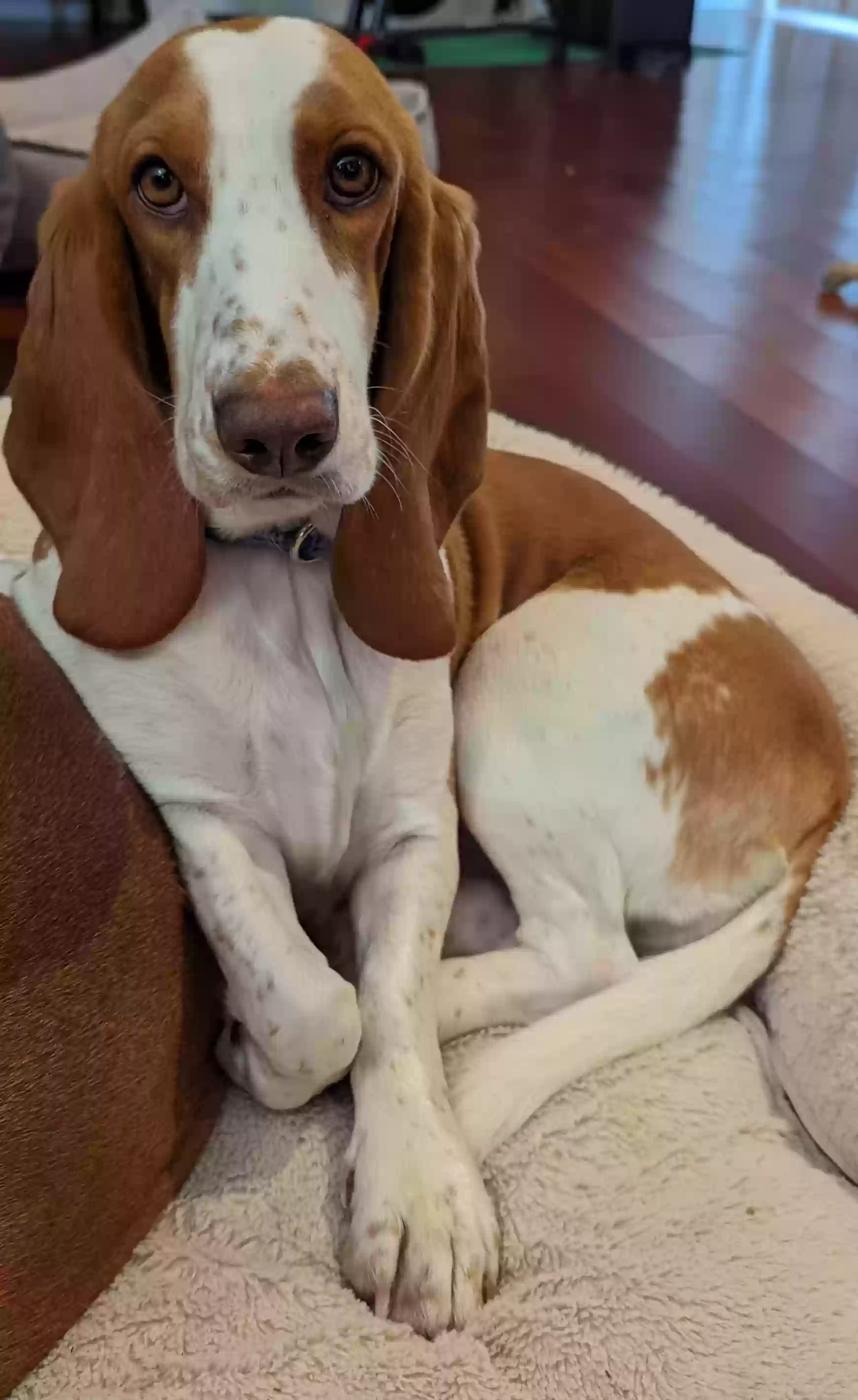 Lost dog in Horicon, WI, 53032