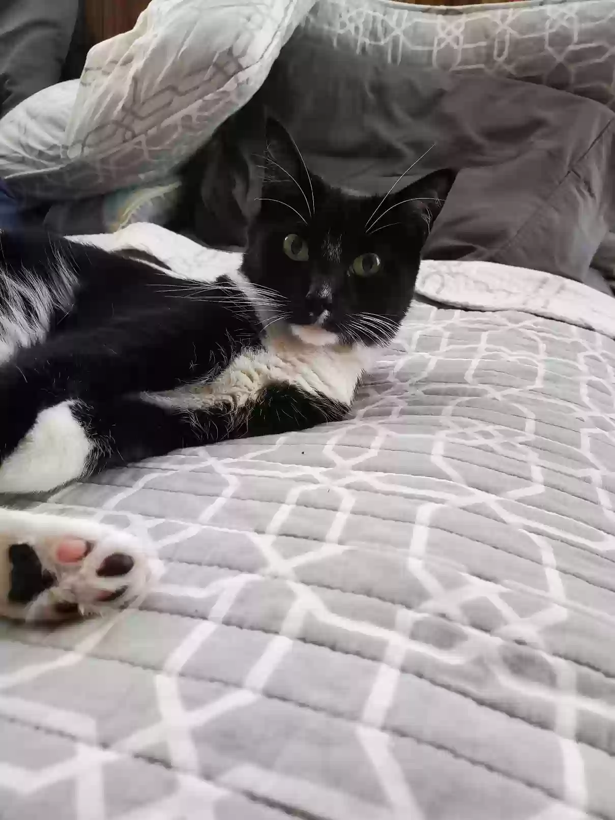 Lost cat in Saint Louis, MO, 63108