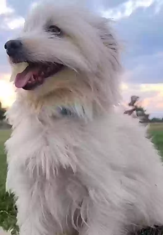 Lost dog in Aurora, CO, 80011
