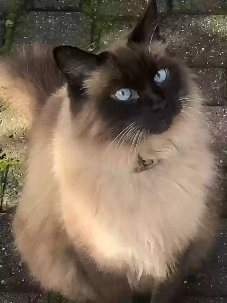 Lost cat in Orinda, CA, 94563