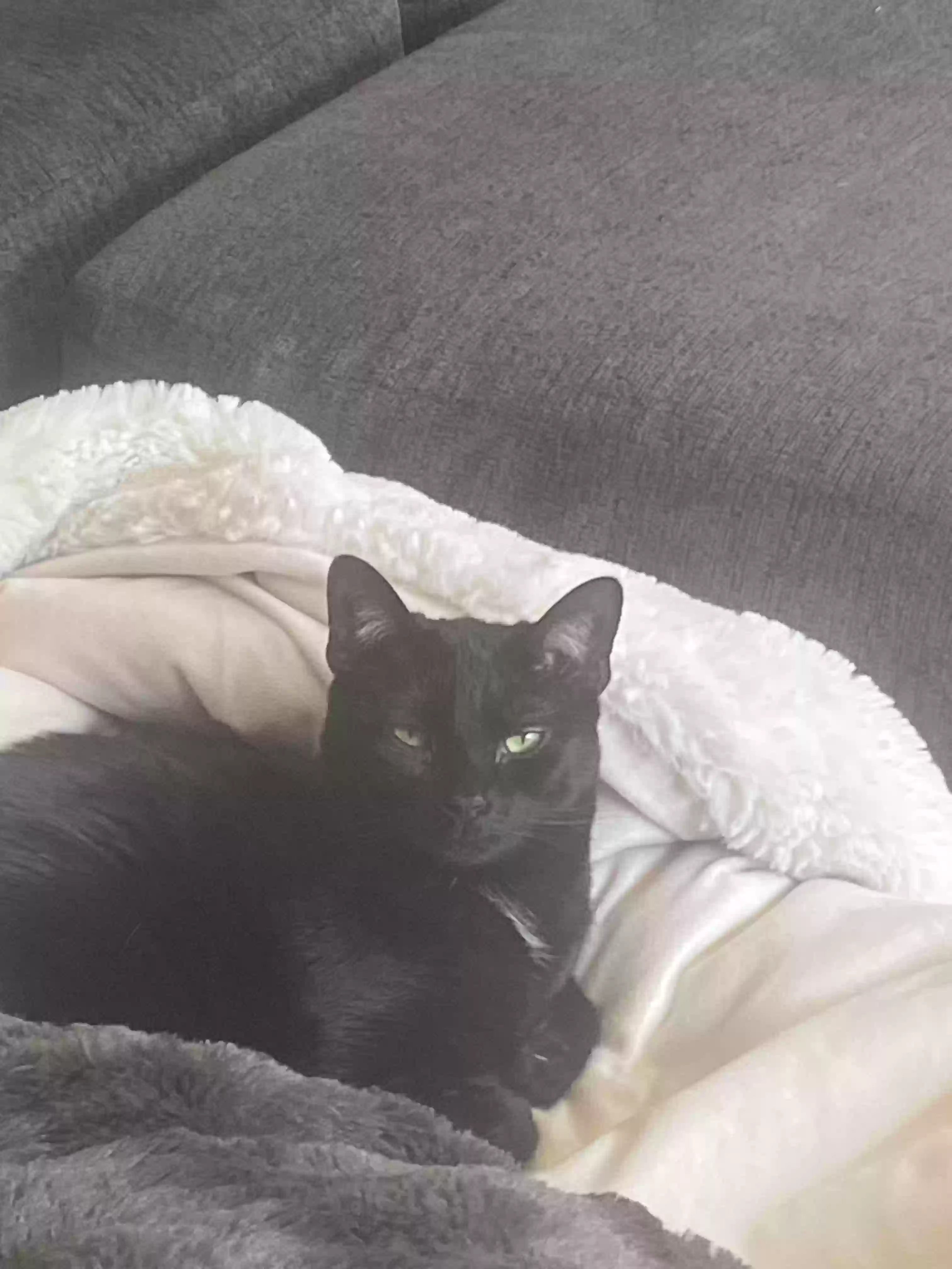 Lost cat in Libertyville, IL, 60048